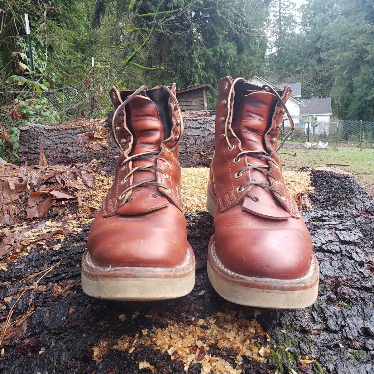 Photo by woutvafan on January 5, 2025 of the Nicks Free Range in Wickett & Craig Tan Oiled Latigo.