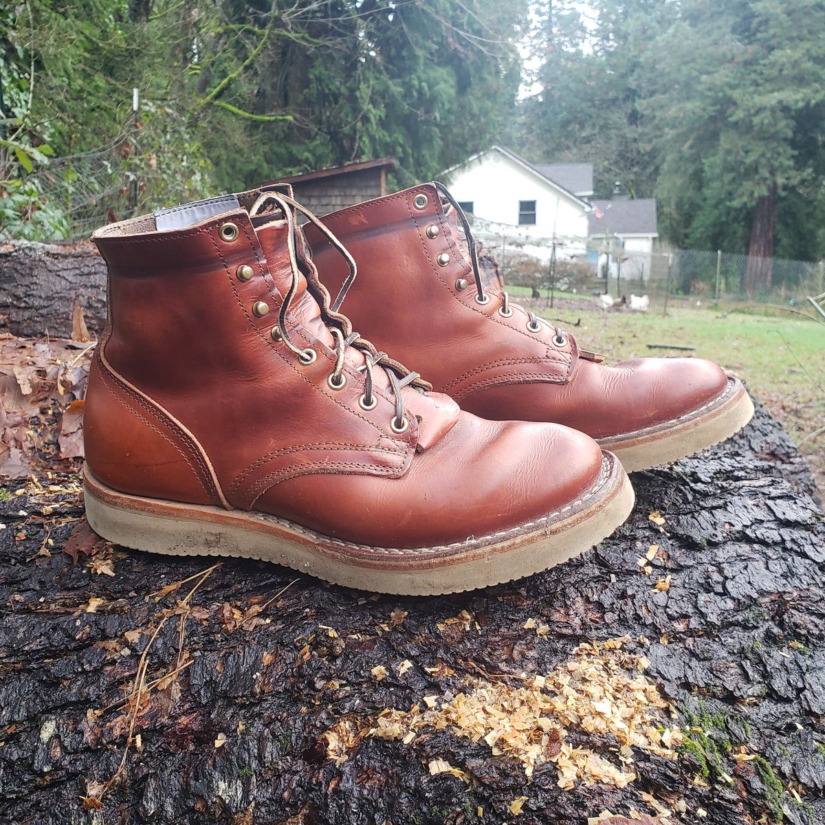 Photo by woutvafan on January 5, 2025 of the Nicks Free Range in Wickett & Craig Tan Oiled Latigo.