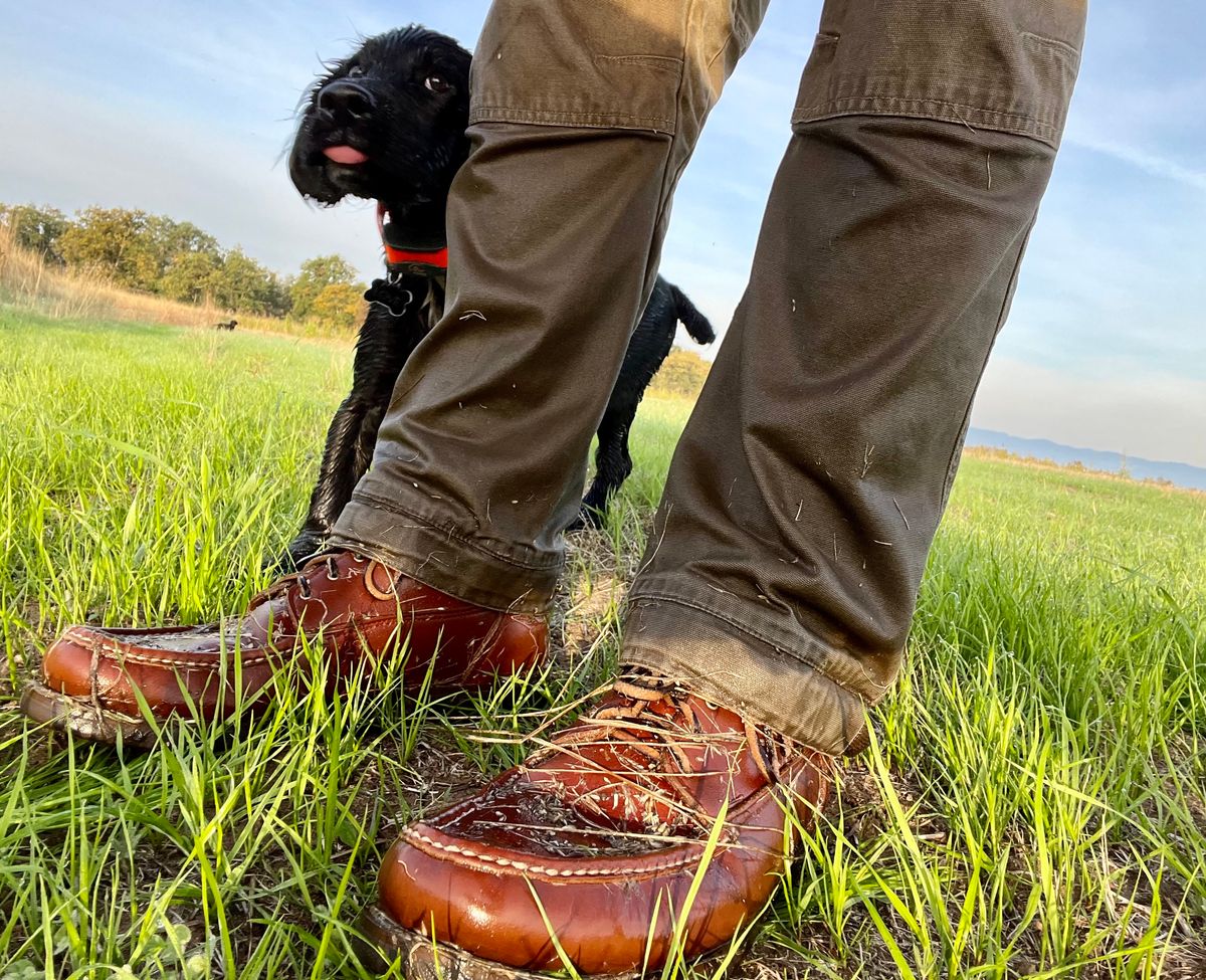 Photo by philbert on October 21, 2023 of the Russell Moccasin Co. Premier Chukka in Horween Rust Chamois.