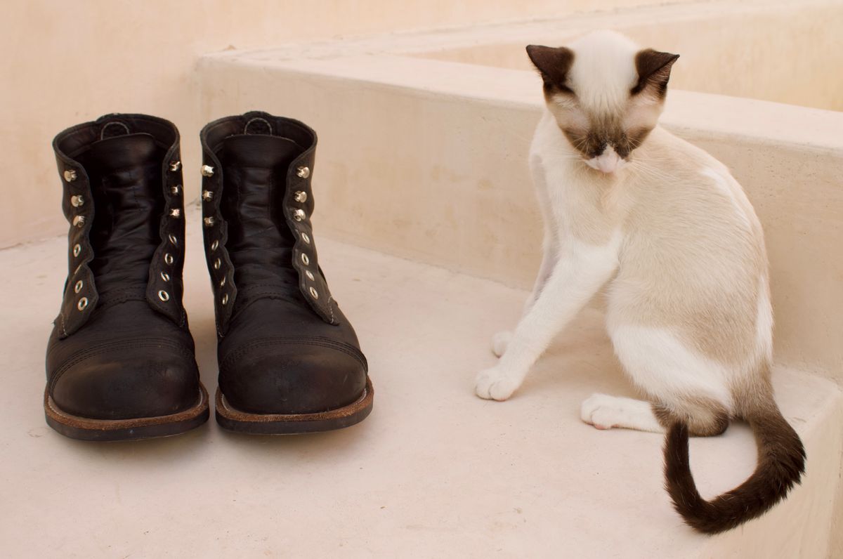 Photo by TangibleLily929 on January 2, 2026 of the Redwing Iron Ranger #8084 in Black Harness Leather.