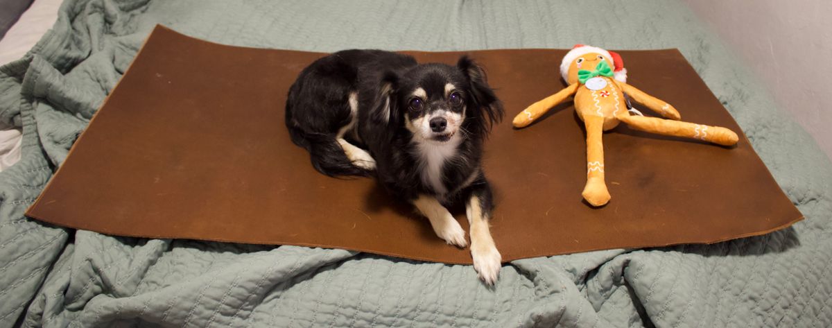 Photo by TangibleLily929 on November 6, 2025 of the Lefarc Tannery EAGLE in buffalo leather Crome And Wax Tanned.