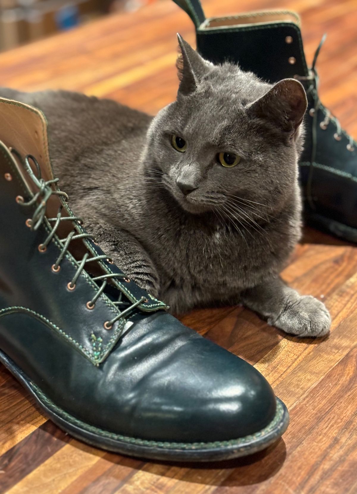 Photo by gittyduncan on January 3, 2024 of the Gitty Duncan Dance boot 001 in MPG Apollo Mediterranean Blue.
