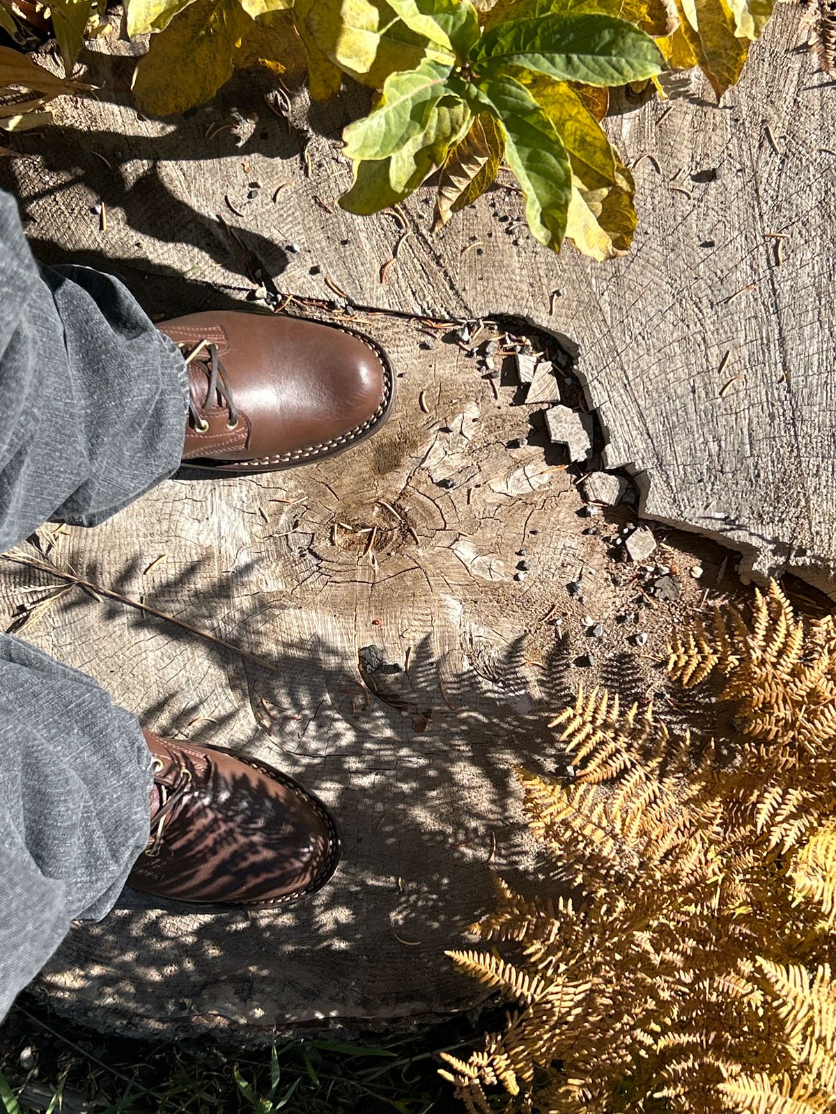Photo by killerbootsman on October 7, 2023 of the Frank's Boots Front Range in Seidel Walnut Oil Tan.