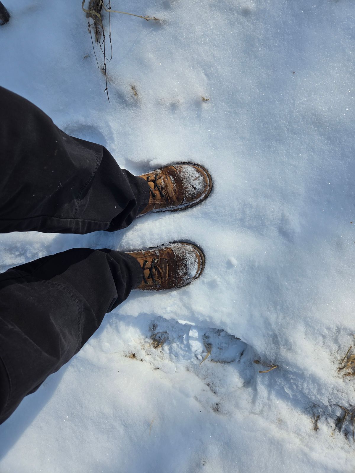 Photo by tdoellman on February 10, 2025 of the Jim Green African Ranger Barefoot Boot in Fudge Crazy Horse.