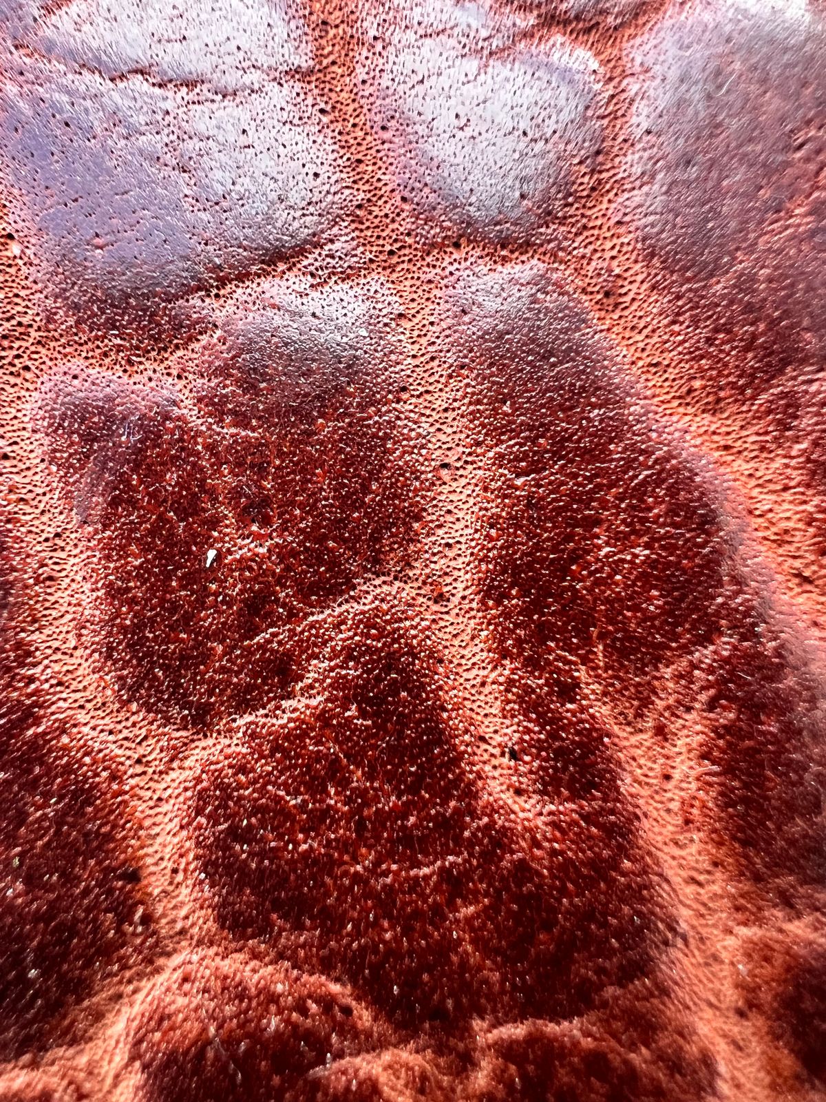 Photo by Guri131 on December 6, 2025 of the Blkbrd Shoemaker Dallas in Law Tanning Peanut Big Horn Shrunken Bison.