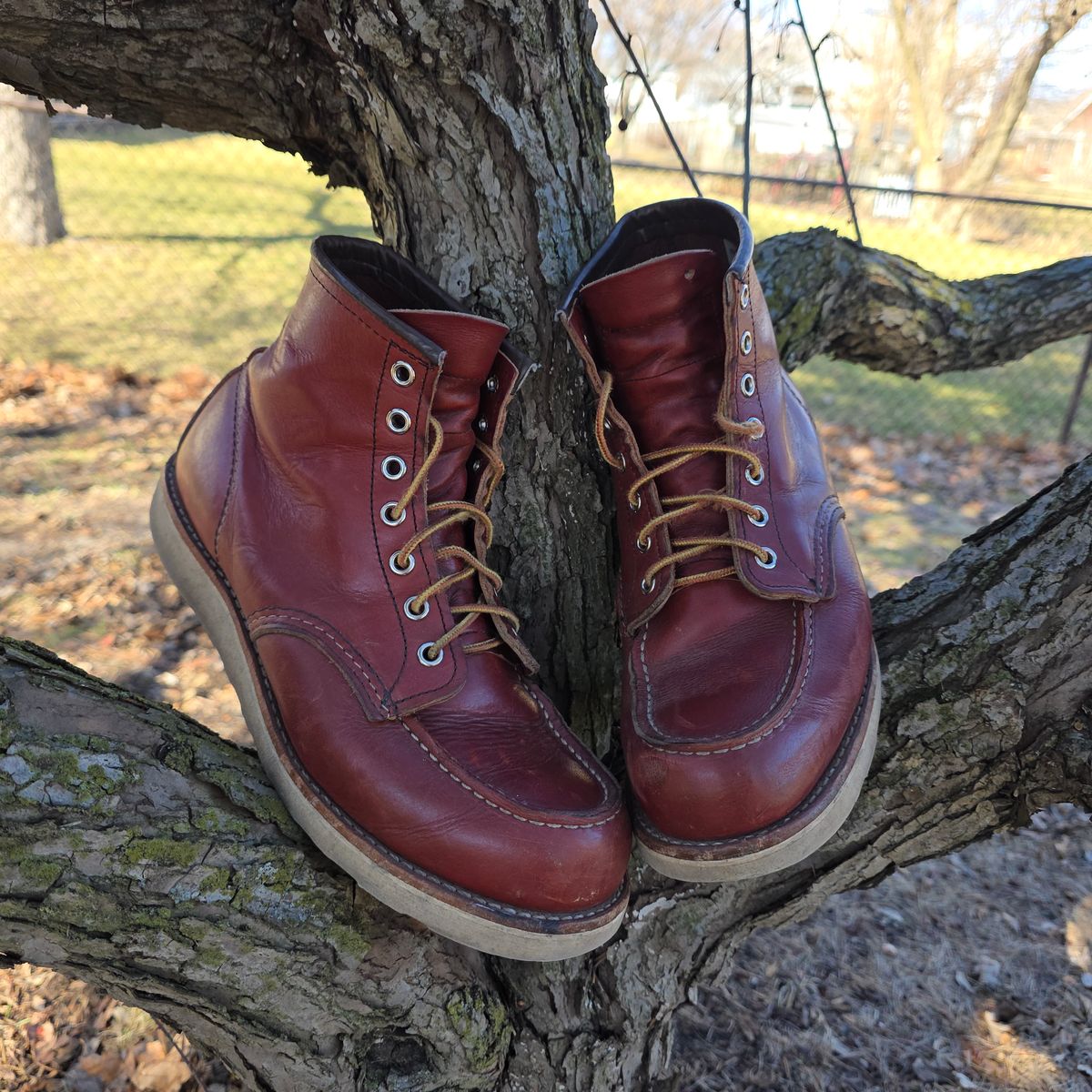 Photo by RabbitsOnTheMoon on March 8, 2026 of the Red Wing 6-Inch Classic Moc in S.B. Foot Oro-Russet Portage.