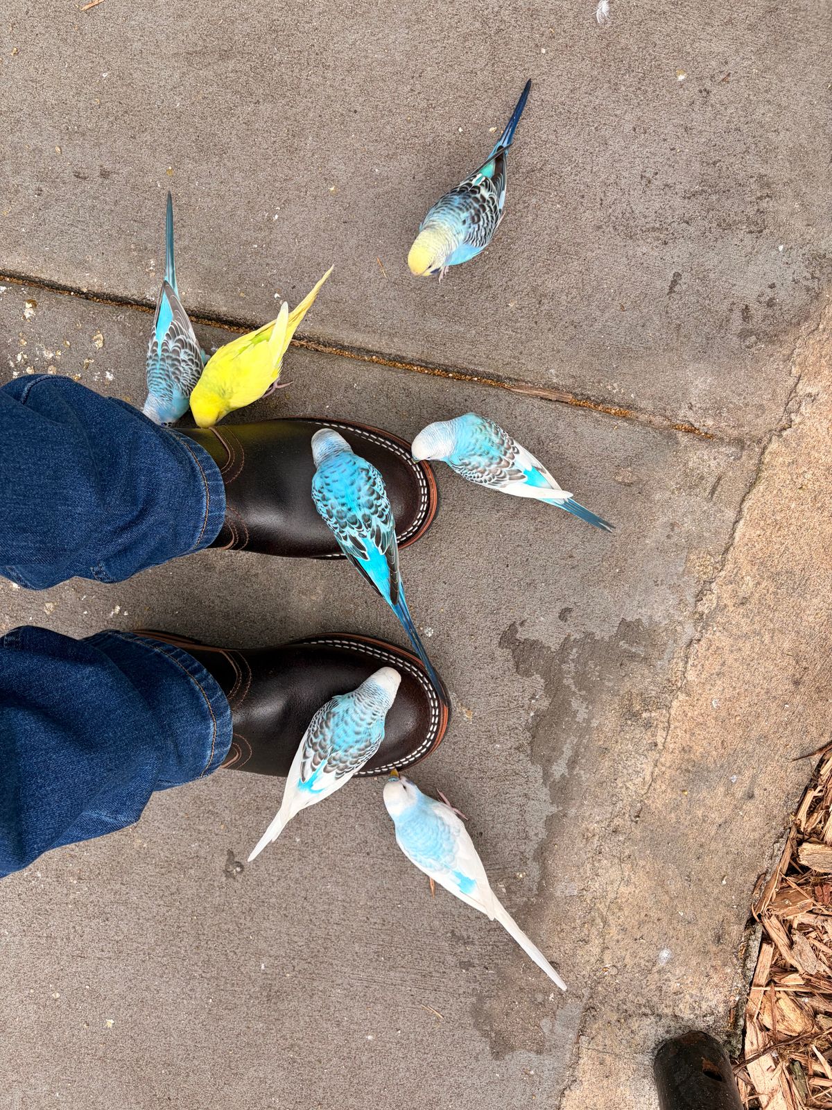 Photo by Alex2983 on February 11, 2026 of the Nicks Heritage Chelsea in Horween Brown Waxed Flesh.