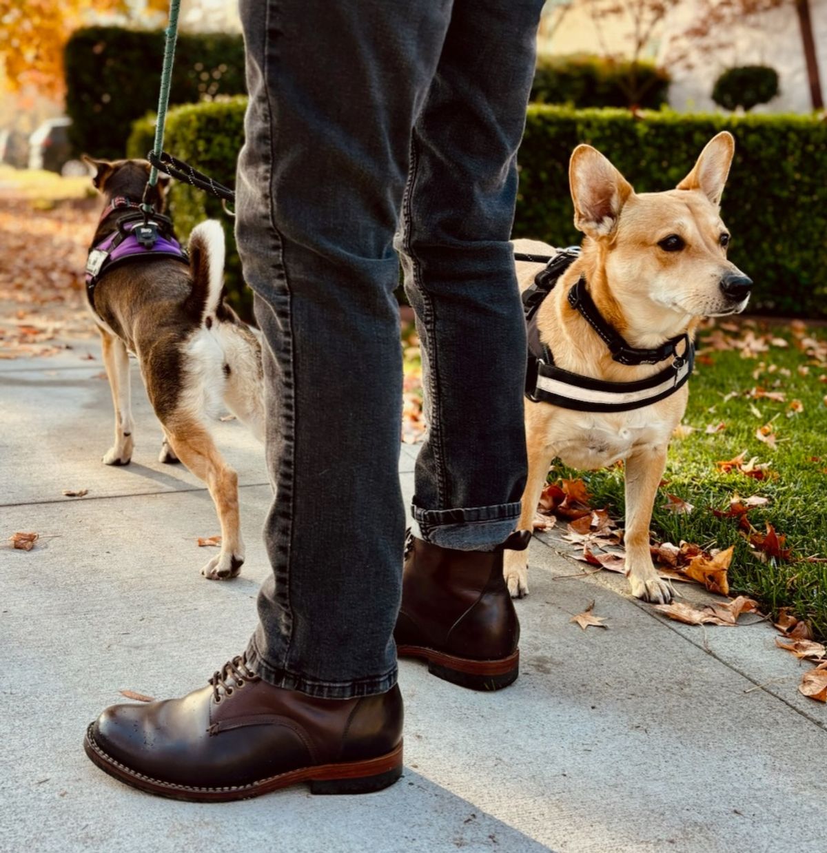 Photo by LeeRoss on November 29, 2024 of the Al's Attire Hand Made Type 1 Service Boot in Horween Brown Chromexcel Horsehide.