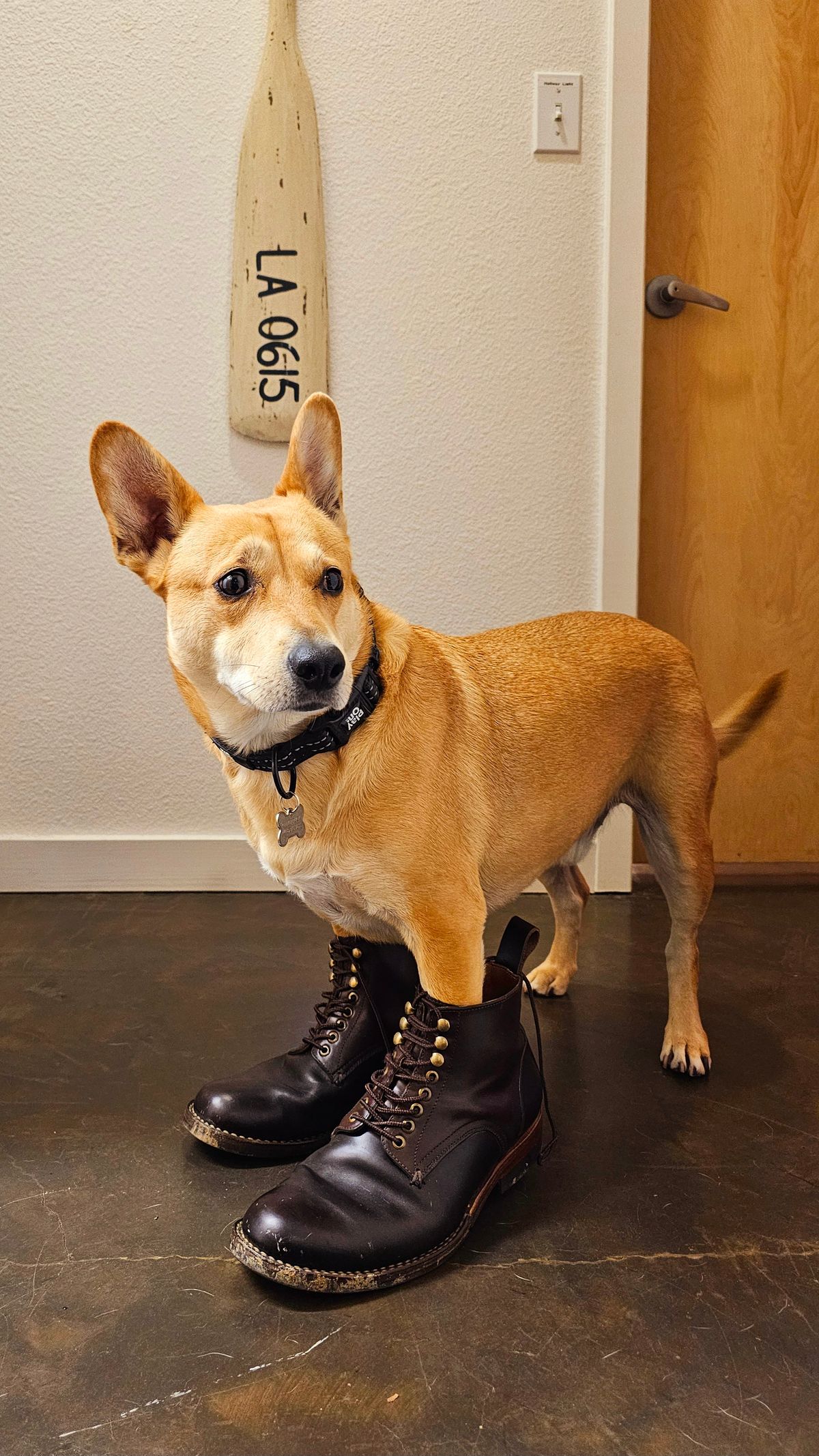 Photo by LeeRoss on January 5, 2025 of the Al's Attire Hand Made Type 1 Service Boot in Horween Brown Chromexcel Horsehide.