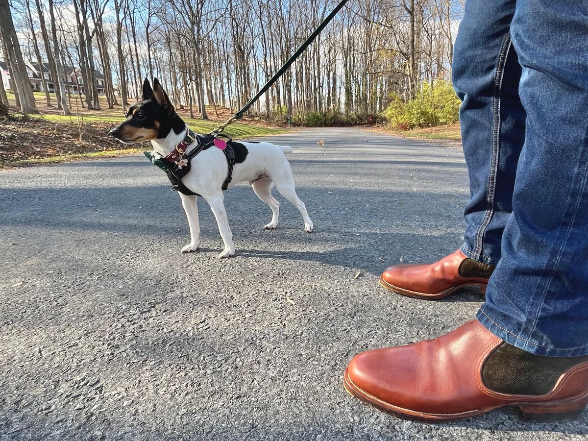 Photo by kitchen.table.boots on December 5, 2024 of the Self-Made Zip Boot in S.B Foot - Unknown & C.F. Stead Loden Repello Calf Suede.