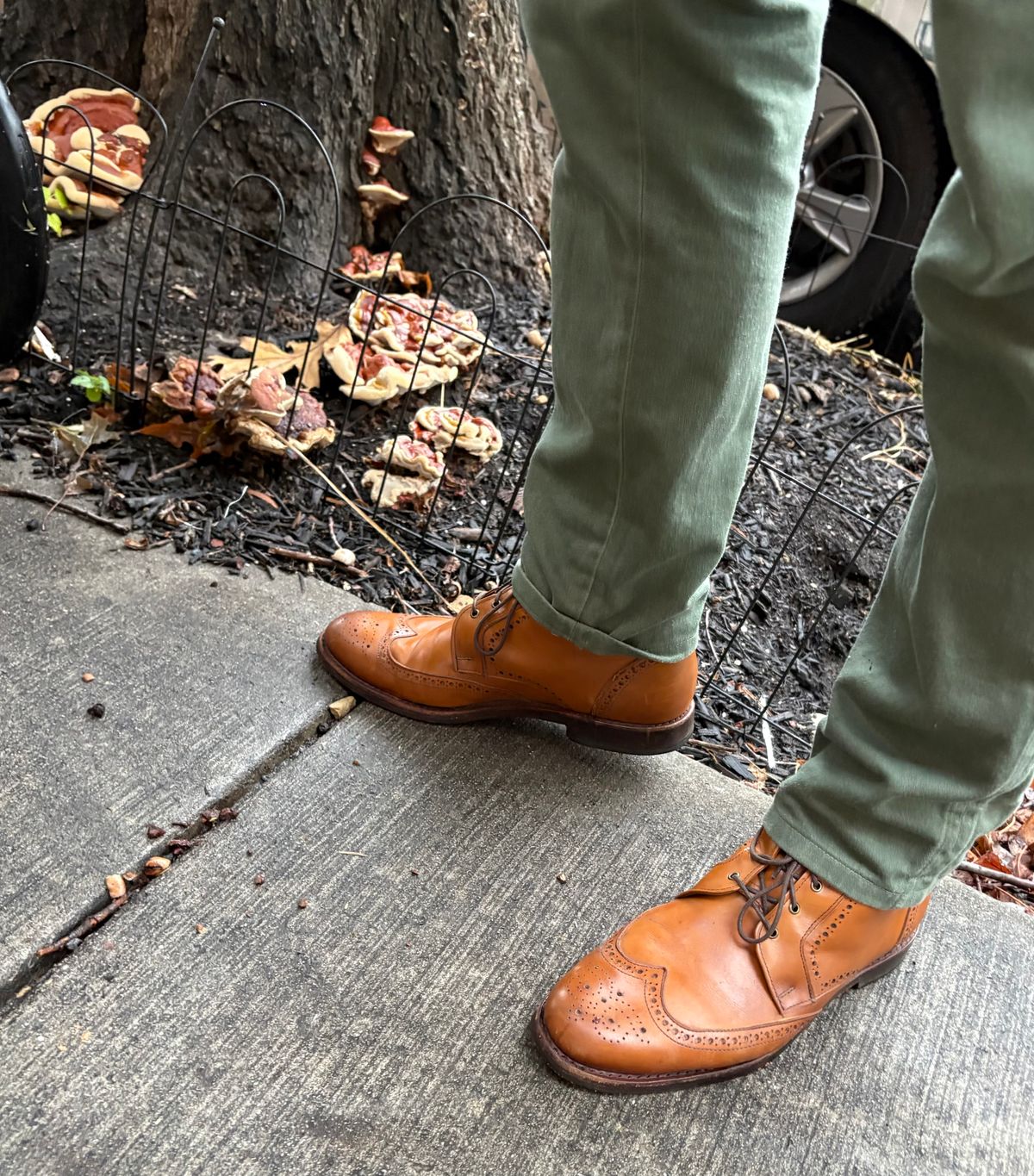 Photo by olorin on October 8, 2025 of the Allen Edmonds Dalton Wingtip Dress Boot in Walnut Calfskin.