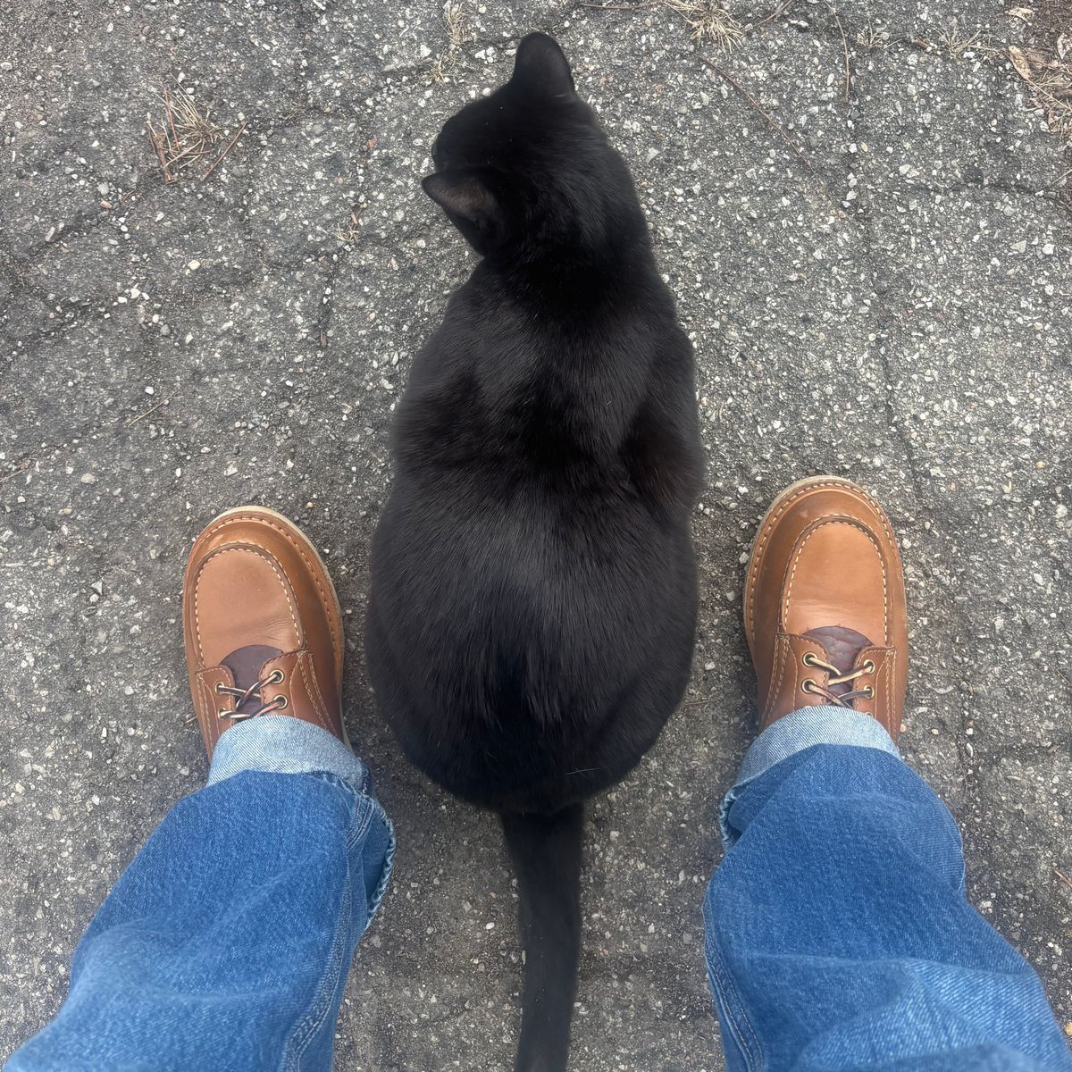 Photo by ZFitzGolf on March 1, 2026 of the White's Perry 8" Select in Seidel Natural Double Shot.