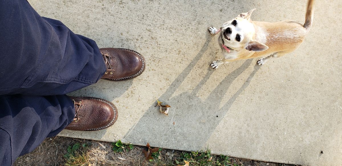 Photo by jclong74 on October 14, 2025 of the Nicks BuilderPro in Nicks Walnut Bullhide.