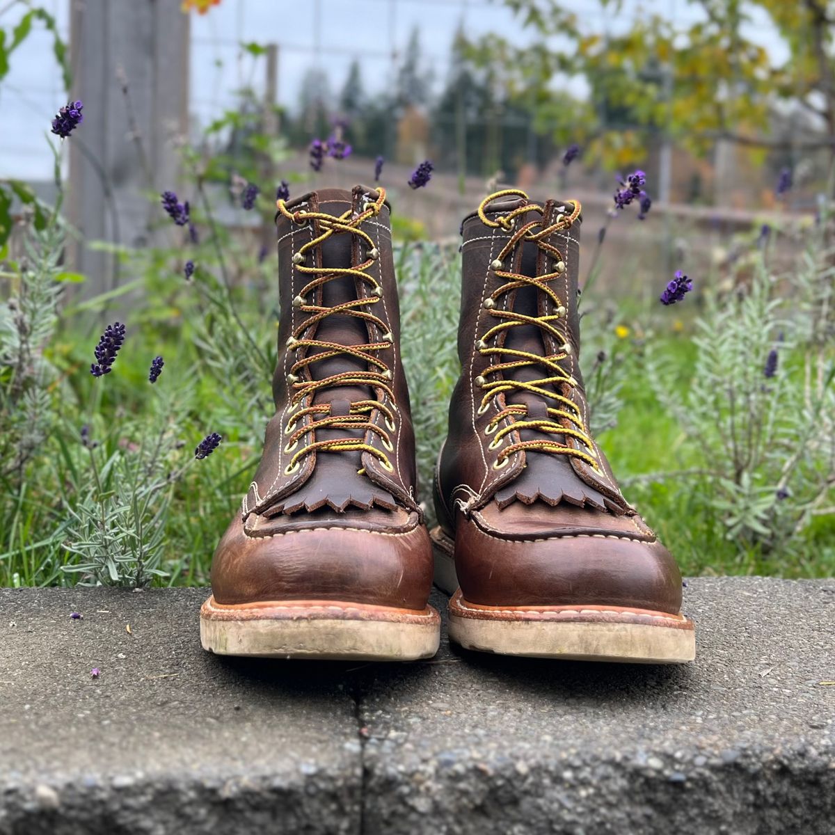 Photo by boot_loon on November 4, 2025 of the White's Perry 8" in Brown Distress.