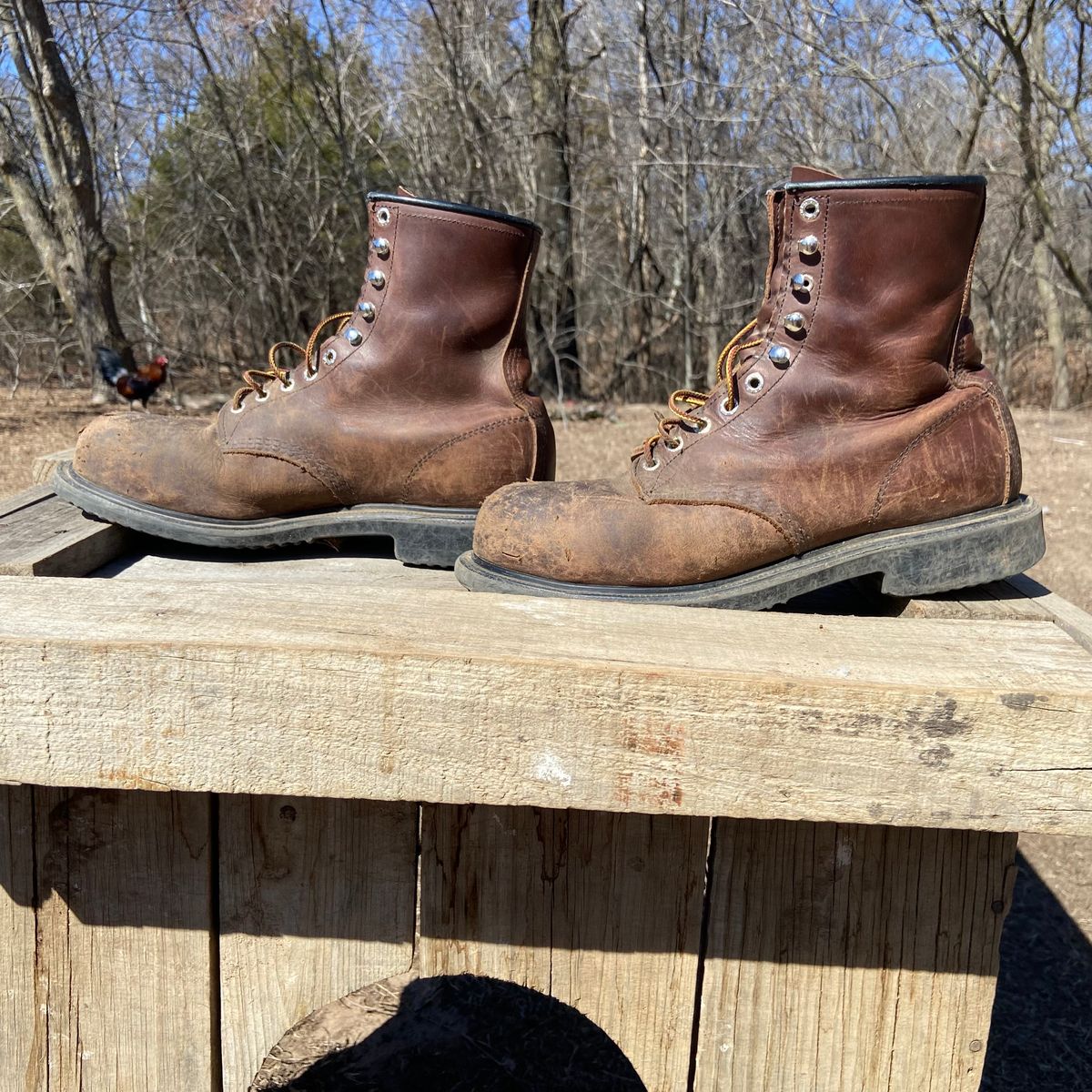 Photo by Dannymize on March 1, 2025 of the Red Wing 2233 in Full Grain Oiled.