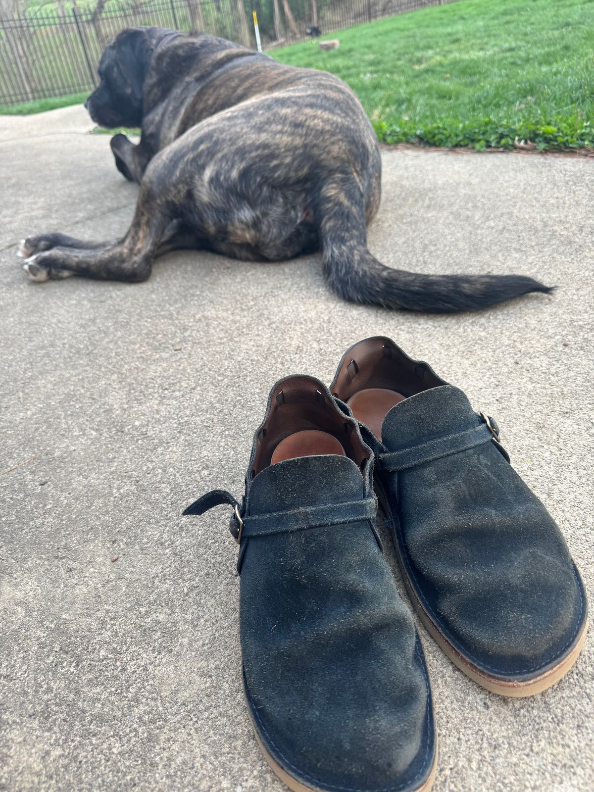 Photo by gstein.250 on April 2, 2026 of the Oak Street Bootmakers Country Loafer in Natural Cxl Rough Out Indigo.