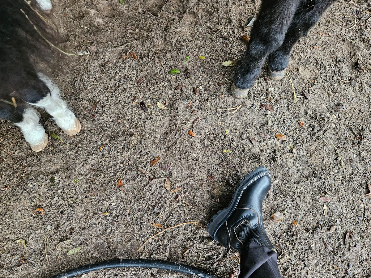 Photo by ProletariatPrince on December 5, 2025 of the Nicks Heritage Chelsea in Horween Black Chromexcel.