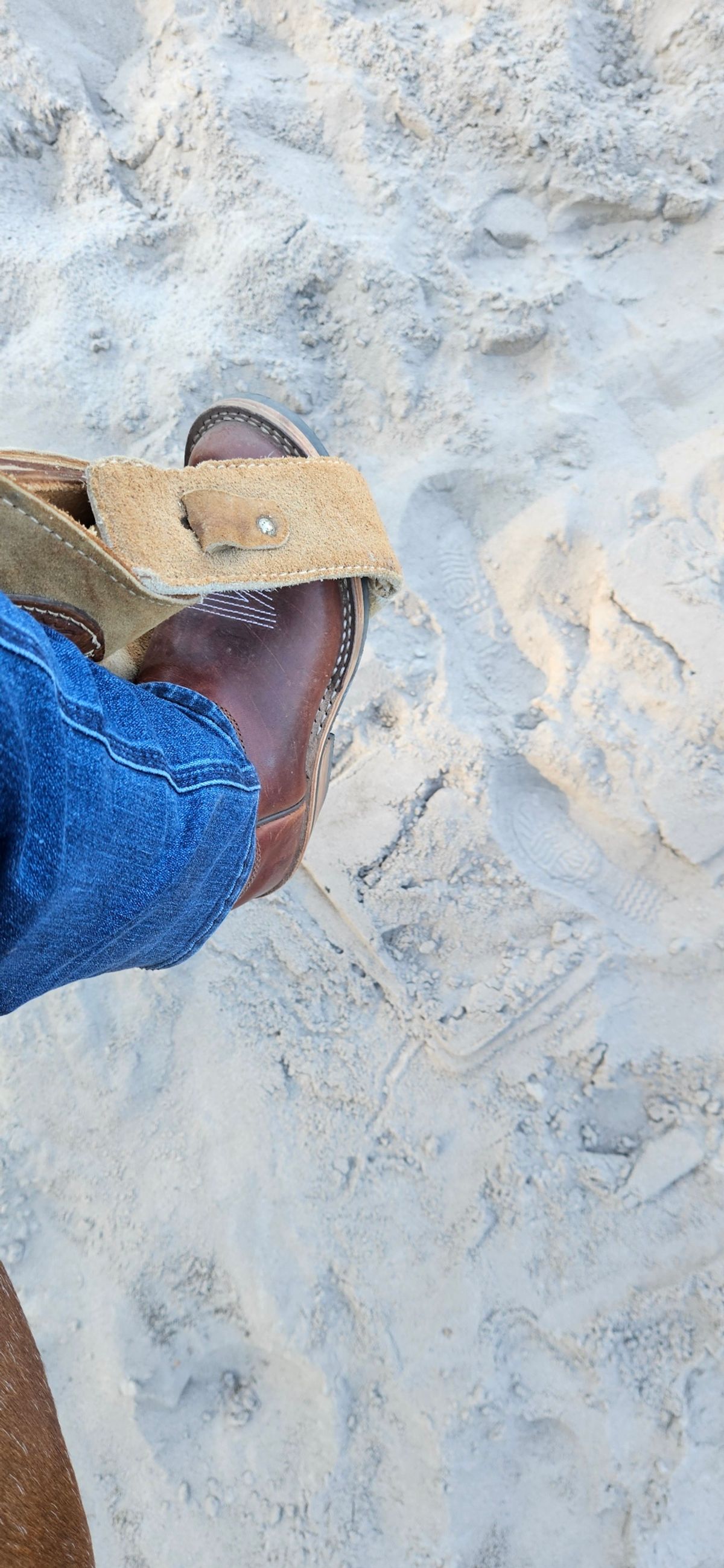 Photo by ProletariatPrince on August 27, 2025 of the Nicks Palouse in Italian Brown Cypress.