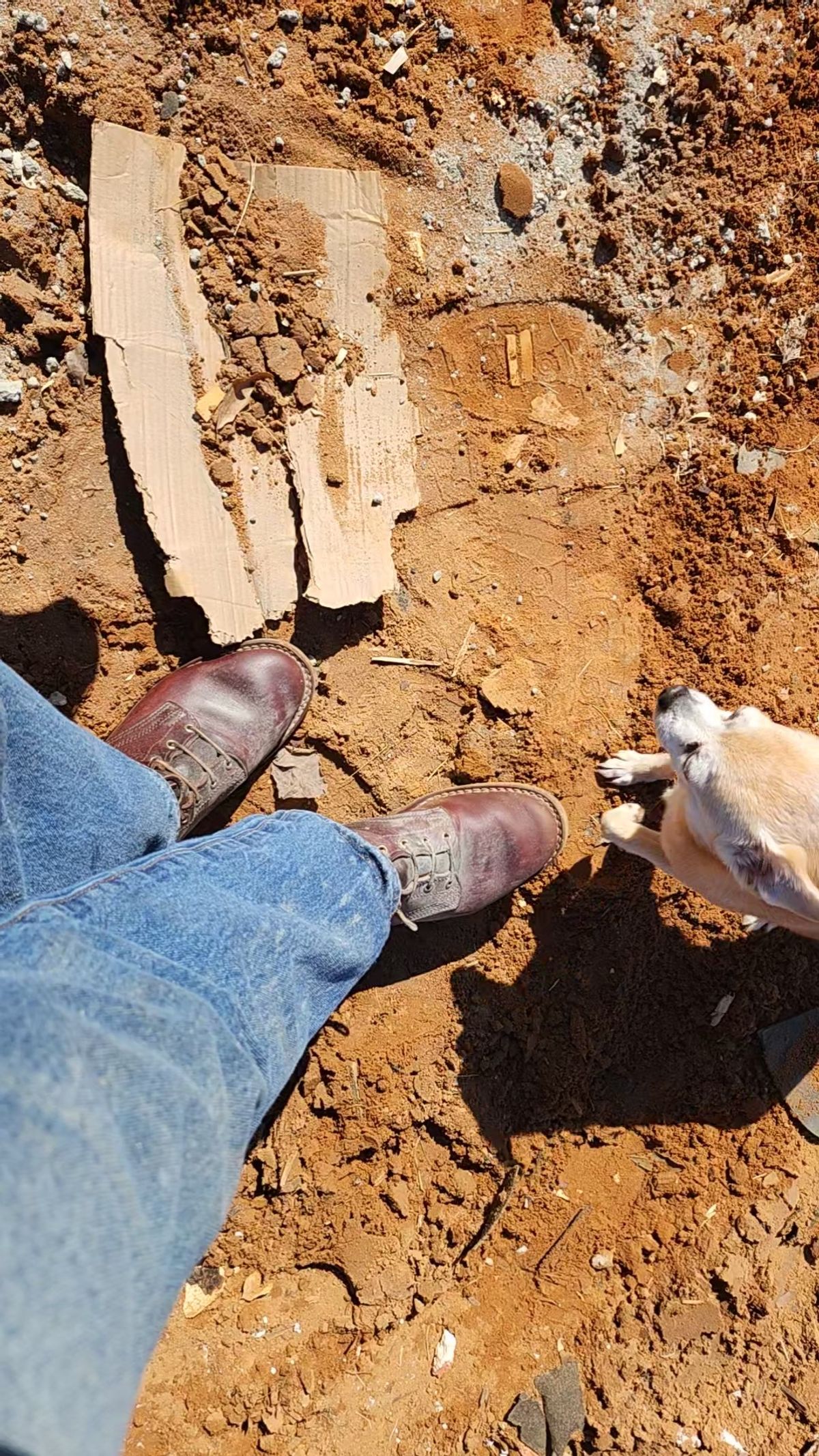 Photo by ProletariatPrince on March 14, 2026 of the Nicks Nicks X Parkhurst V3 in Wickett & Craig Chestnut Oiled Latigo.