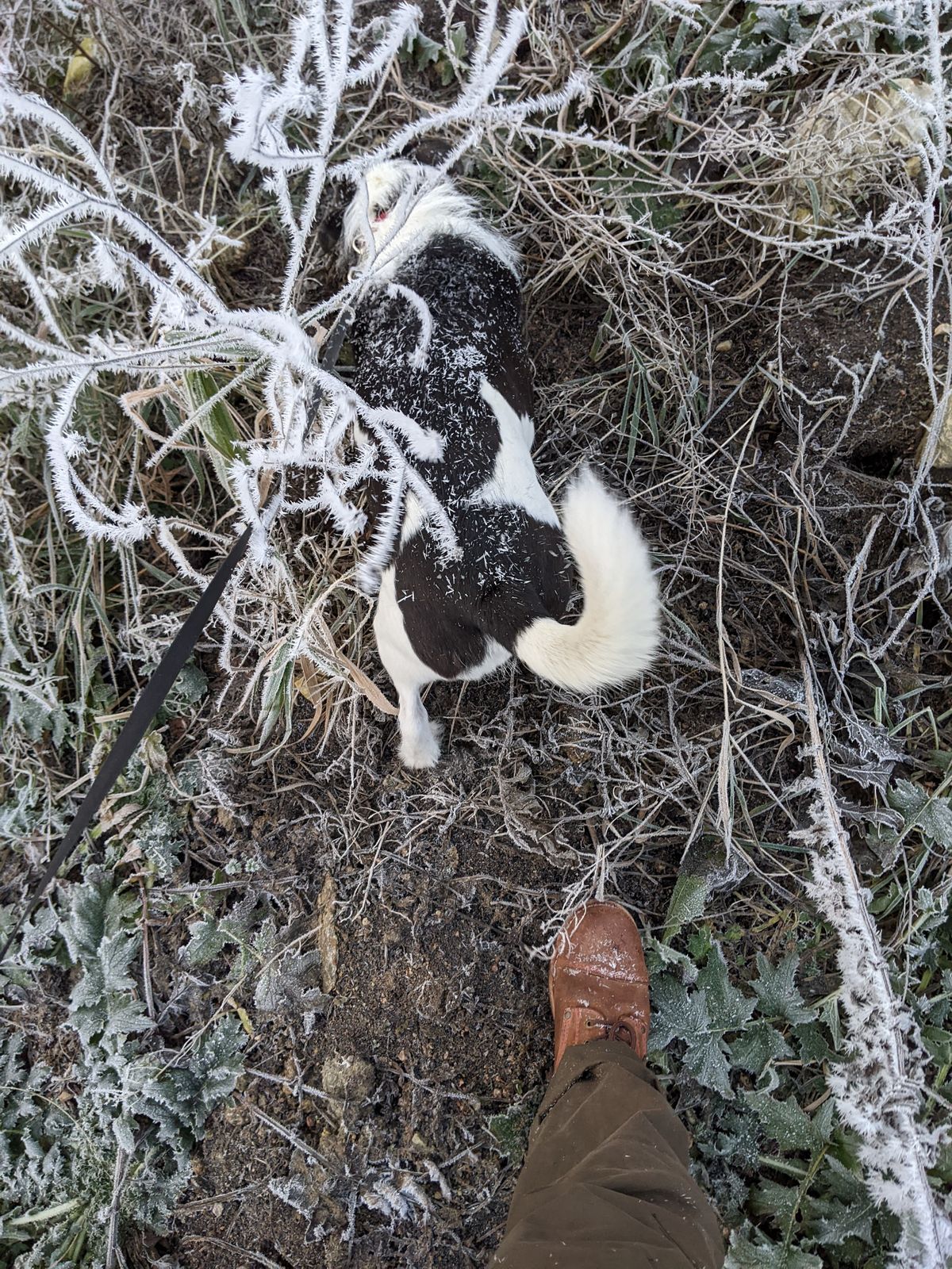Photo by Rt on November 19, 2025 of the Urban Shepherd Country in Hand-buffed Portuguese top-grain Cowhide Leather, 2,2mm thick.