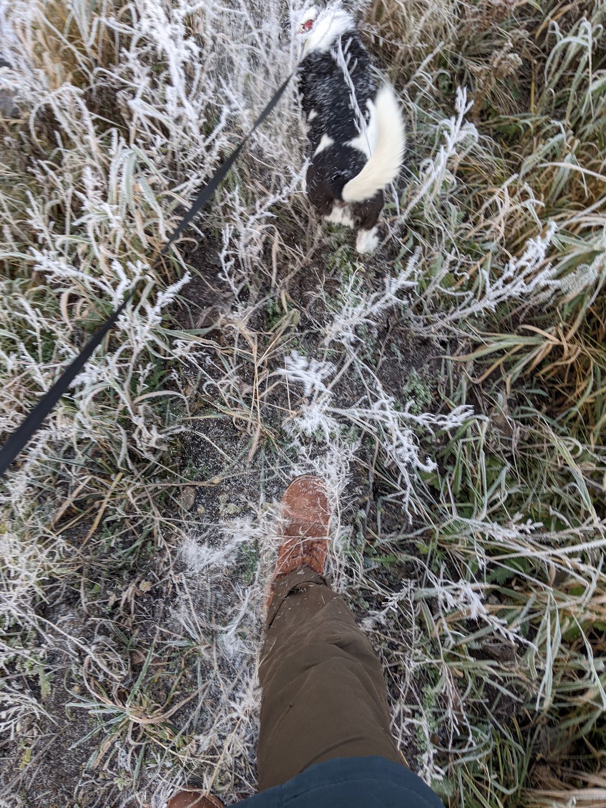 Photo by Rt on November 19, 2025 of the Urban Shepherd Country in Hand-buffed Portuguese top-grain Cowhide Leather, 2,2mm thick.