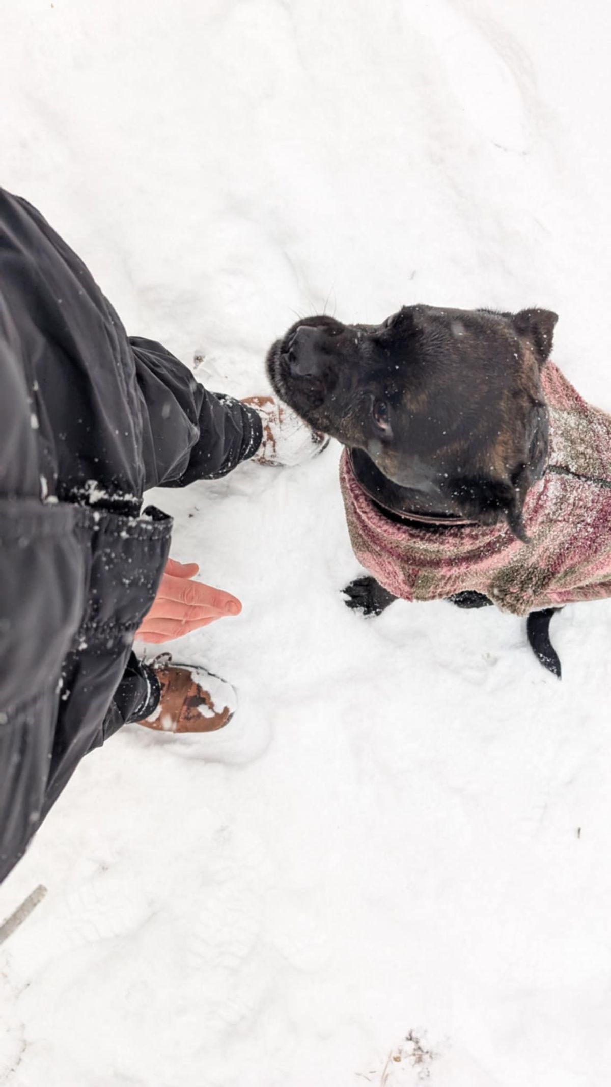 Photo by Rt on December 30, 2025 of the Urban Shepherd Country in Hand-buffed Portuguese top-grain Cowhide Leather, 2,2mm thick.