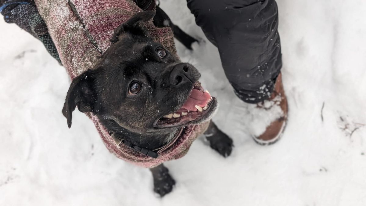 Photo by Rt on December 30, 2025 of the Urban Shepherd Country in Hand-buffed Portuguese top-grain Cowhide Leather, 2,2mm thick.