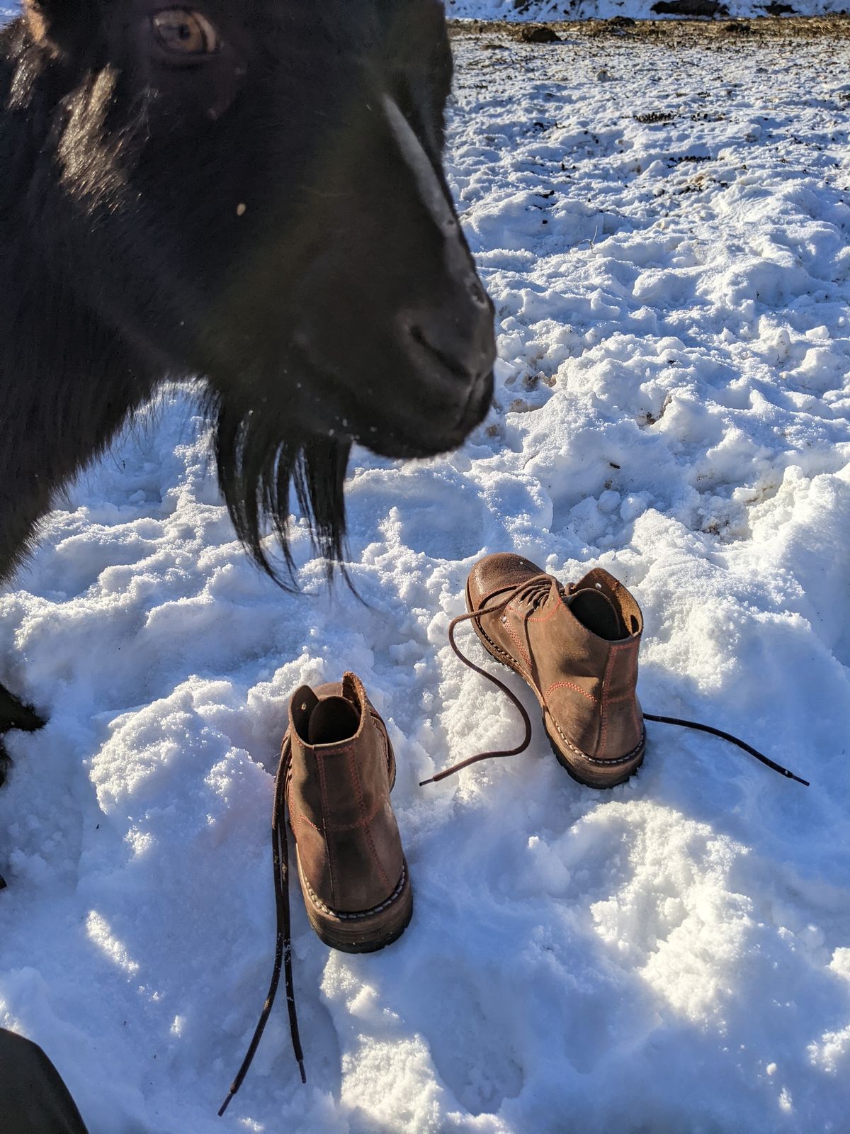 Photo by Rt on February 14, 2026 of the Urban Shepherd Country in Hand-buffed Portuguese top-grain Cowhide Leather, 2,2mm thick.