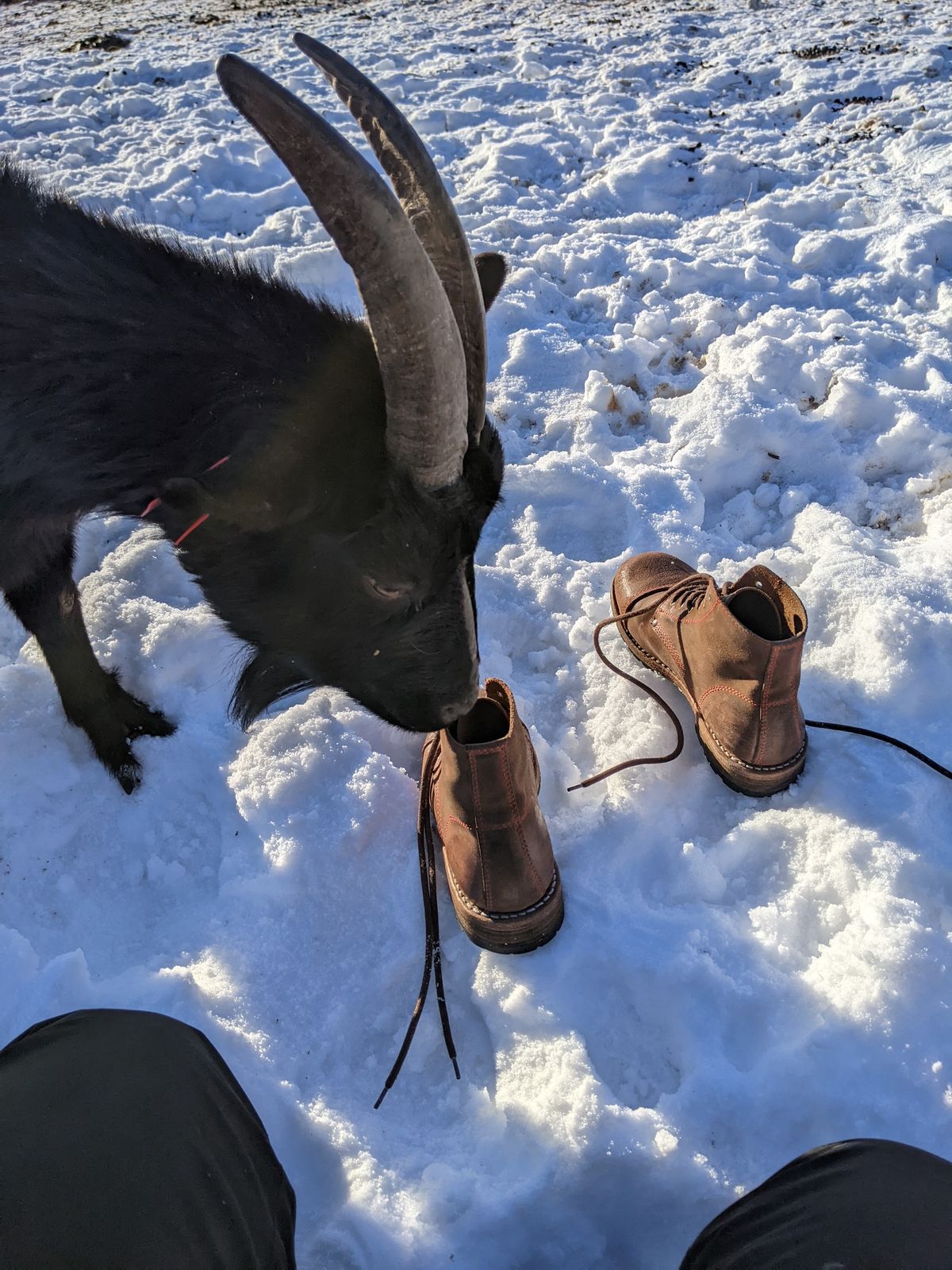 Photo by Rt on February 14, 2026 of the Urban Shepherd Country in Hand-buffed Portuguese top-grain Cowhide Leather, 2,2mm thick.