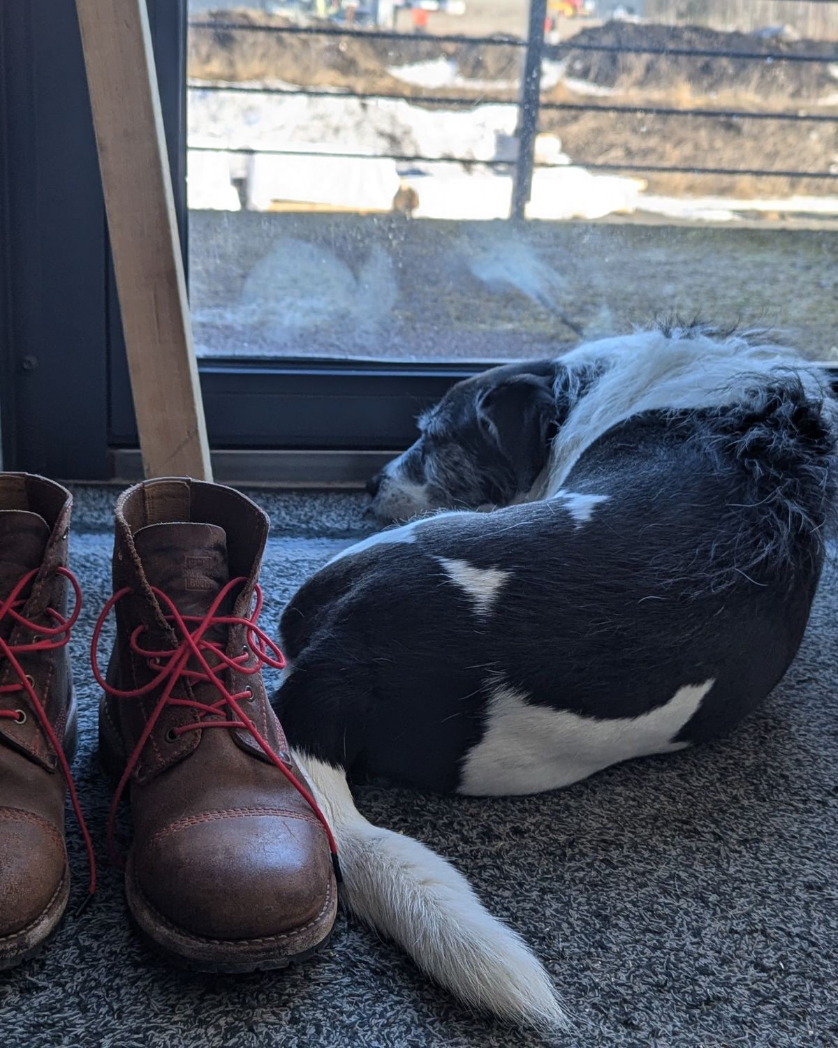 Photo by Rt on March 6, 2026 of the Urban Shepherd Country in Hand-buffed Portuguese top-grain Cowhide Leather, 2,2mm thick.