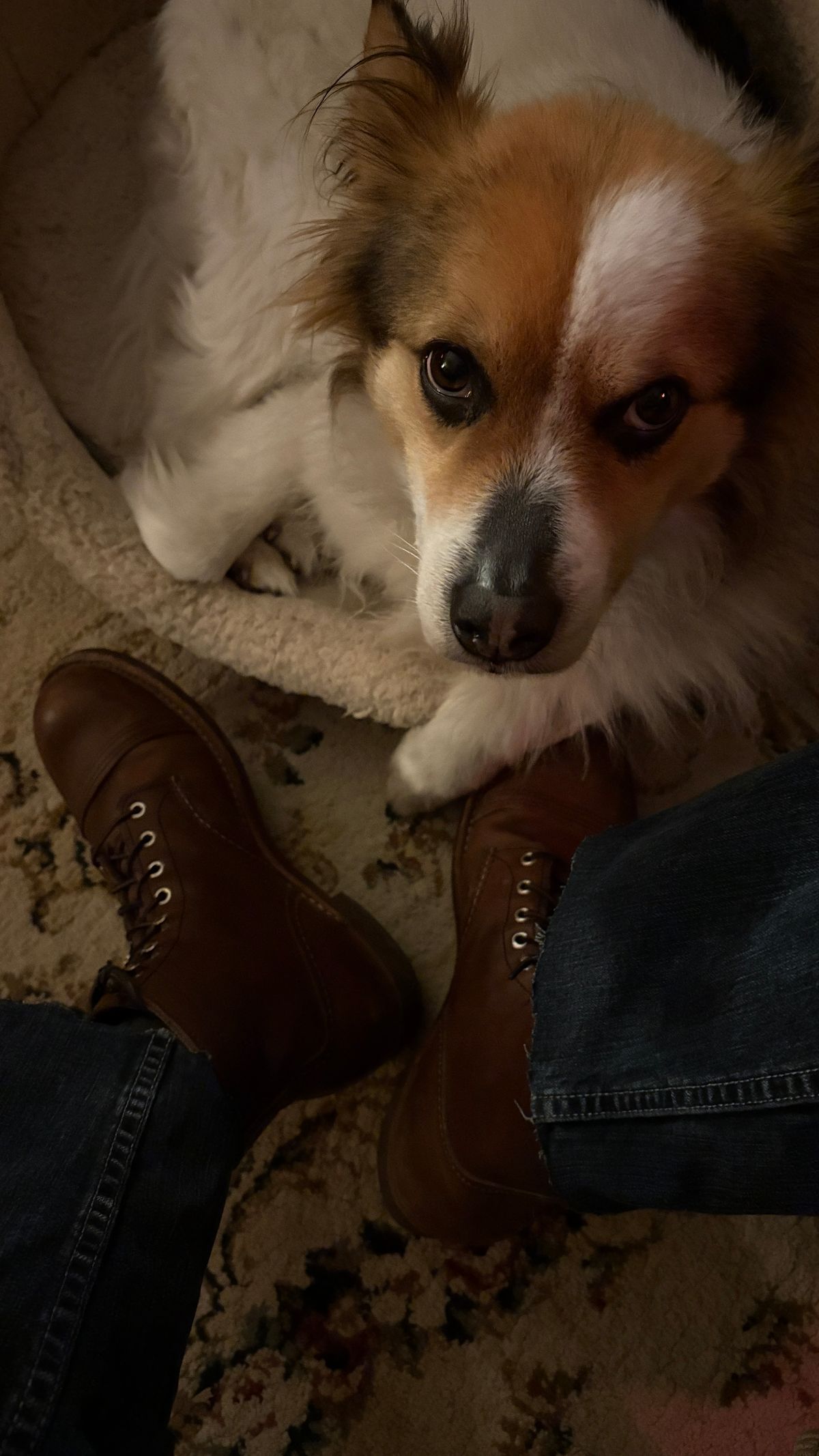 Photo by BUMMYNATE on June 23, 2026 of the Red Wing Iron Ranger in S.B. Foot Amber Harness.