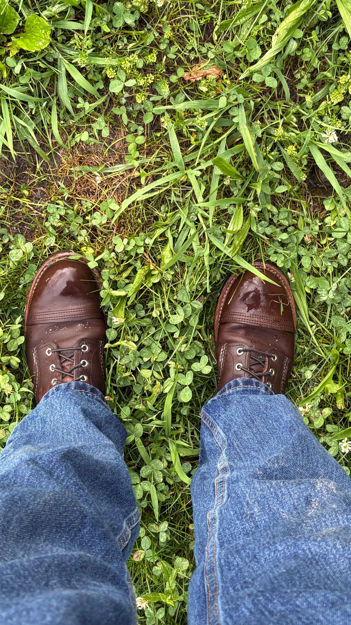 Photo by BUMMYNATE on July 4, 2026 of the Red Wing Iron Ranger in S.B. Foot Amber Harness.