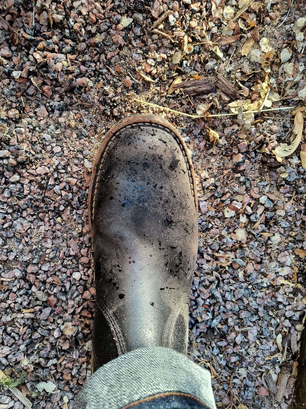 Photo by ArchieGoodyear on May 28, 2026 of the White's White's/C-350 Chelsea in Horween Black Waxed Flesh.