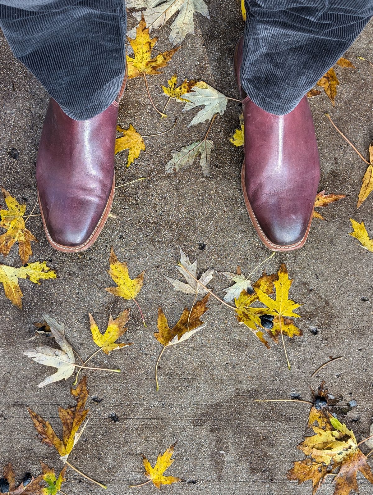 Photo by Octopodia on November 10, 2024 of the R.M. Williams Chinchilla in Burnished Crust Leather.