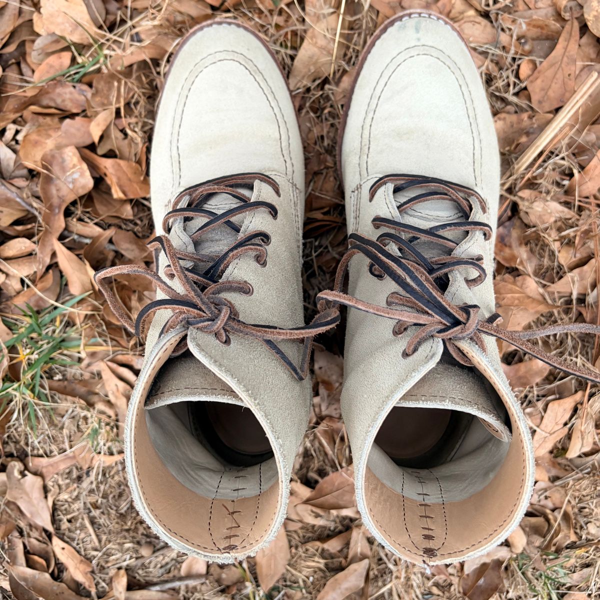 Photo by rosieteacher on February 5, 2026 of the Red Wing Clara in White Sand Mohave.