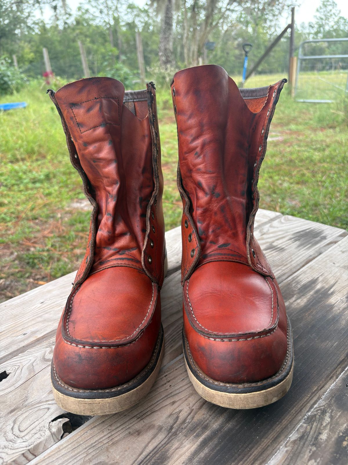 Photo by MuttBarker on October 5, 2025 of the Red Wing Irish Setter Sport Boot 877 in S.B. Foot Oro-Russet Abilene.