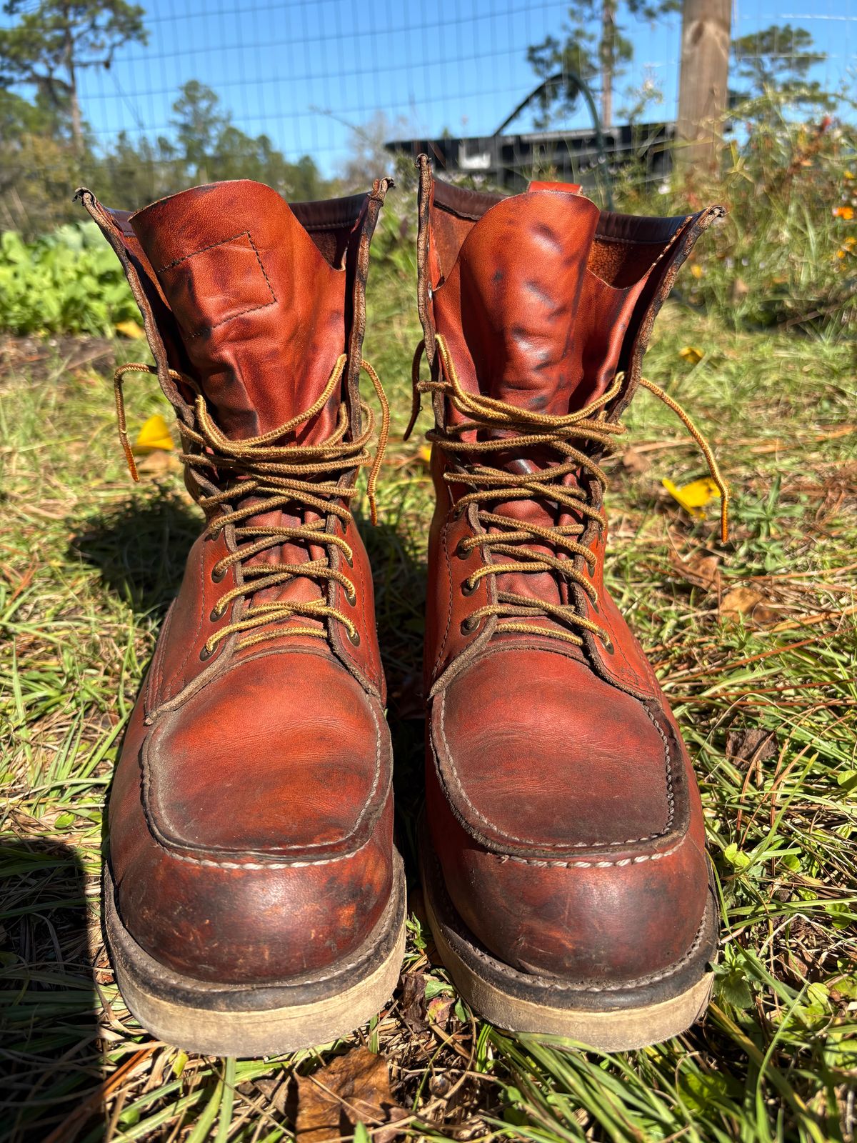 Photo by MuttBarker on November 5, 2025 of the Red Wing Irish Setter Sport Boot 877 in S.B. Foot Oro-Russet Abilene.