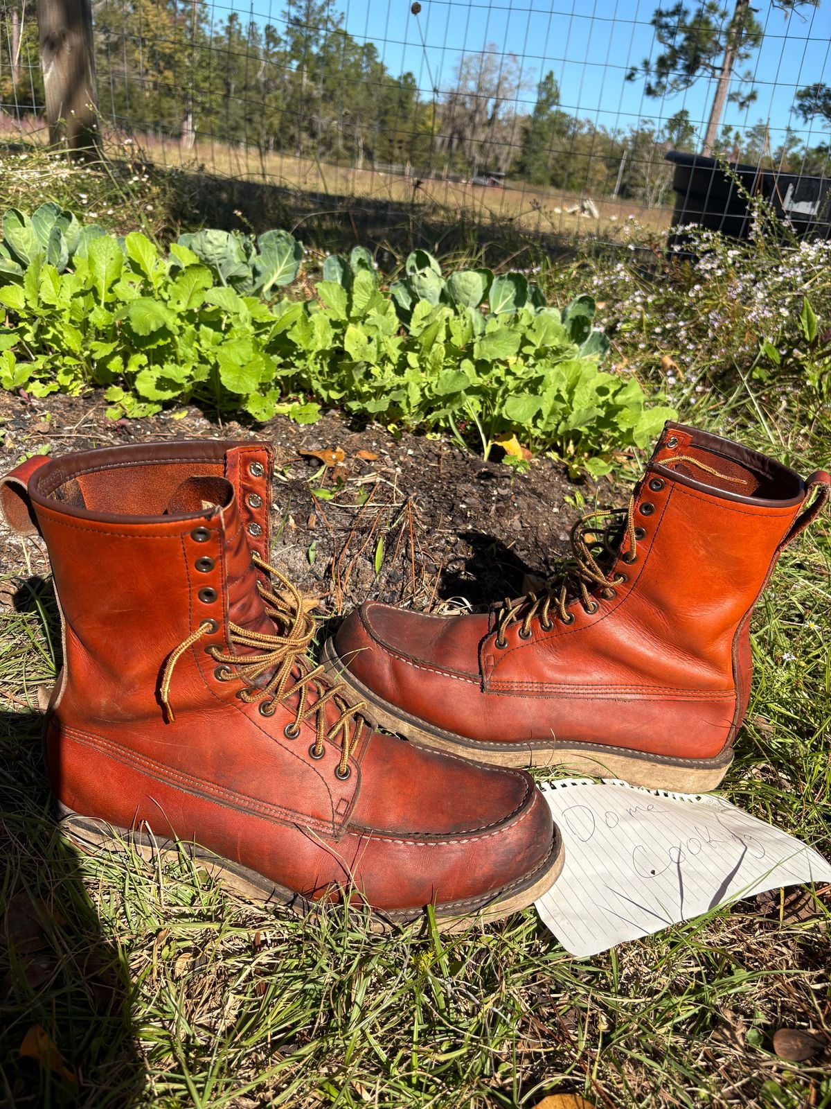 Photo by MuttBarker on November 5, 2025 of the Red Wing Irish Setter Sport Boot 877 in S.B. Foot Oro-Russet Abilene.