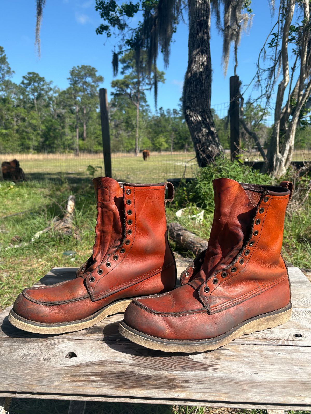 Photo by MuttBarker on April 4, 2026 of the Red Wing Irish Setter Sport Boot 877 in S.B. Foot Oro-Russet Abilene.