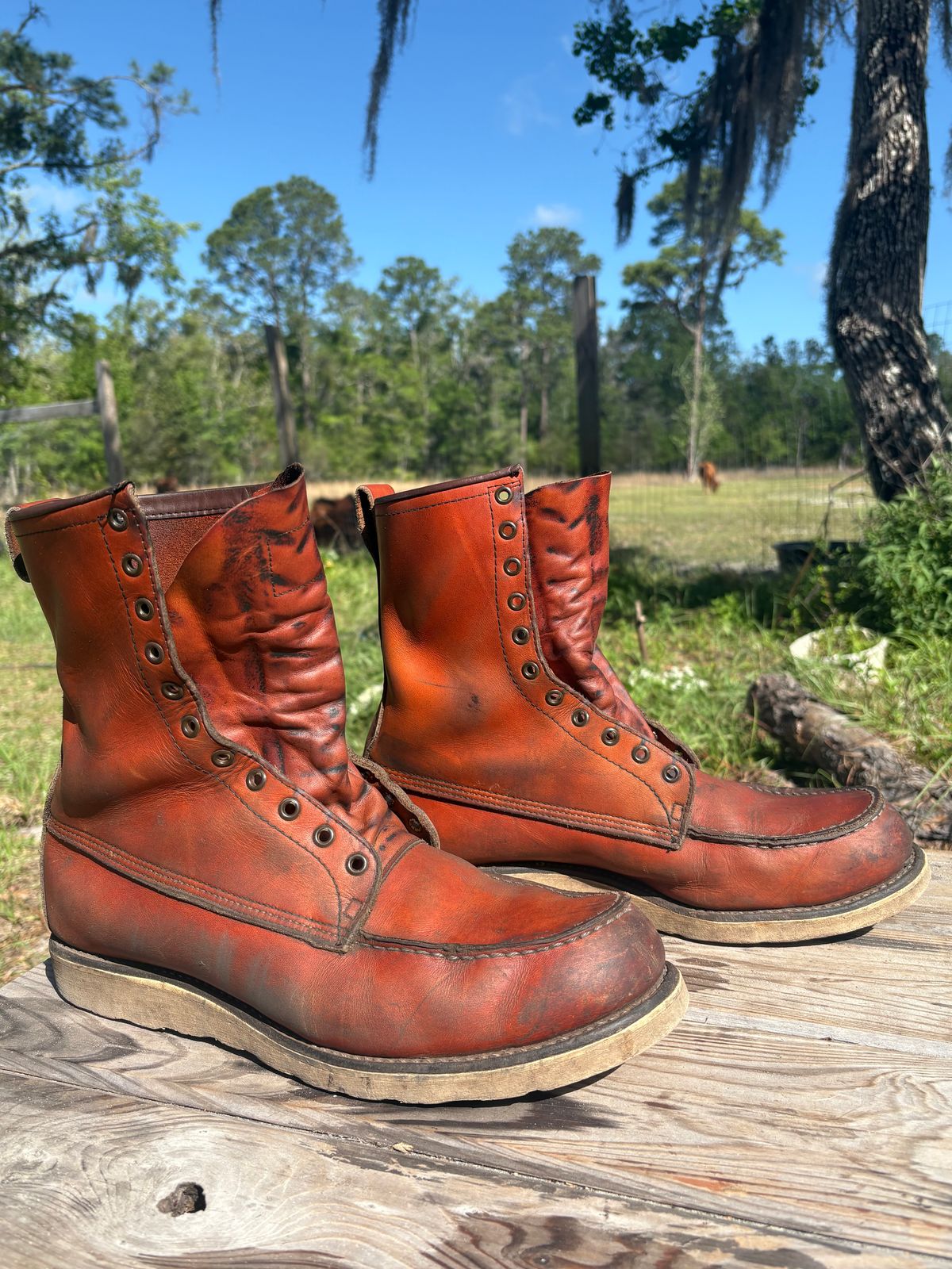 Photo by MuttBarker on April 4, 2026 of the Red Wing Irish Setter Sport Boot 877 in S.B. Foot Oro-Russet Abilene.