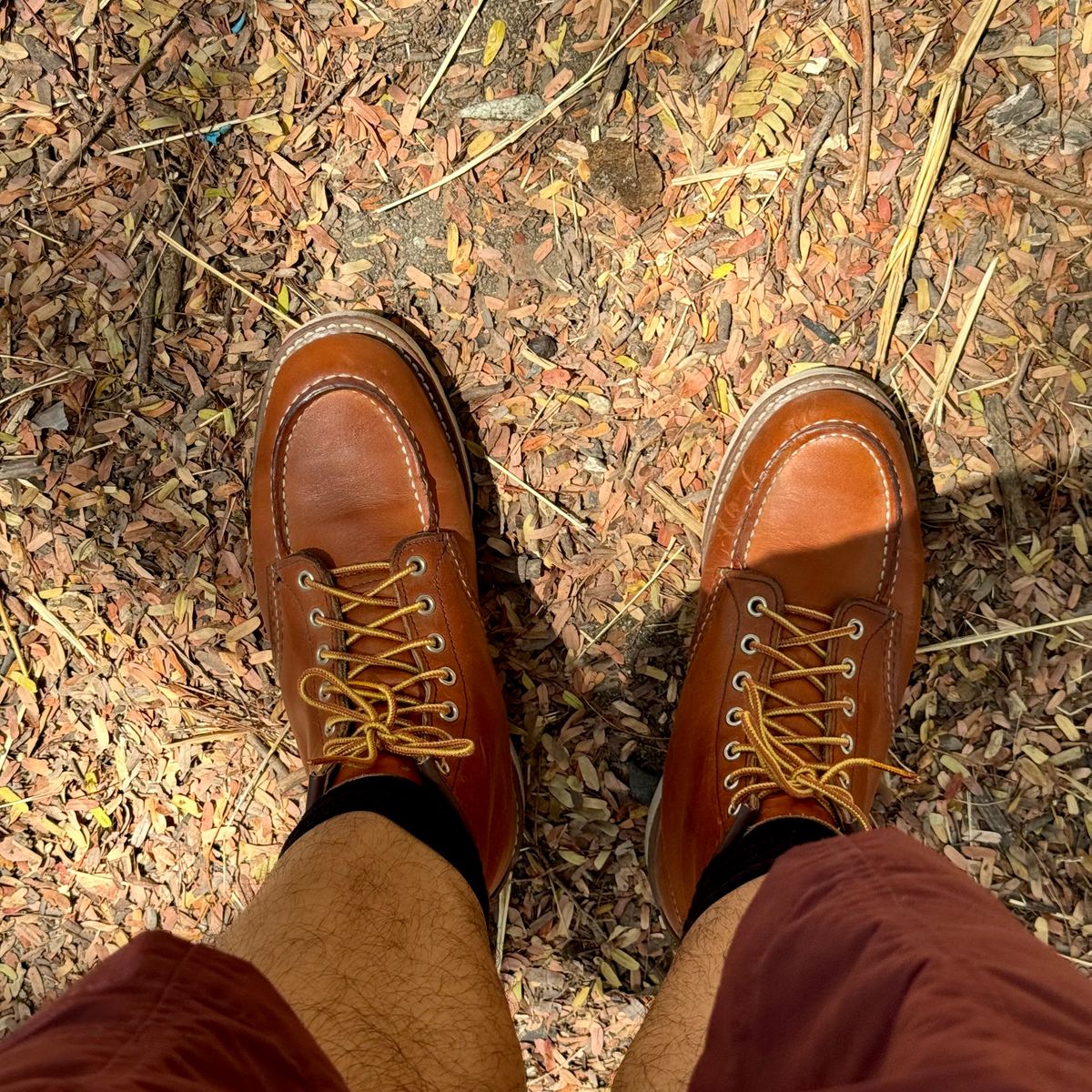 Photo by stinkypatina on May 2, 2026 of the Red Wing 6-Inch Classic Moc in S.B. Foot Oro Legacy.