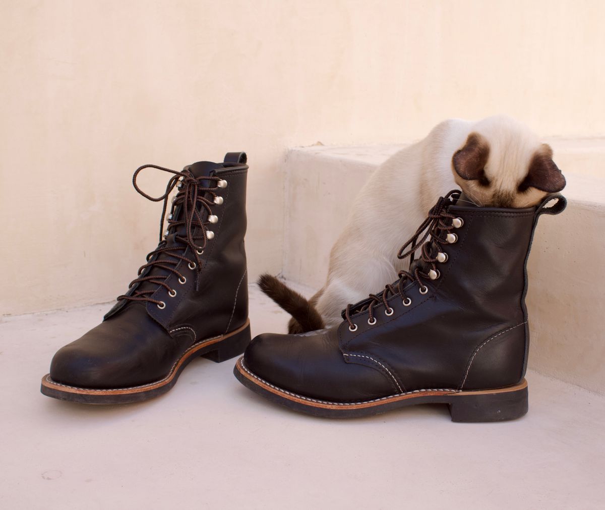 Photo by TangibleLily929Wife on February 4, 2026 of the Redwing Silversmith #3361 in Black Boundary.