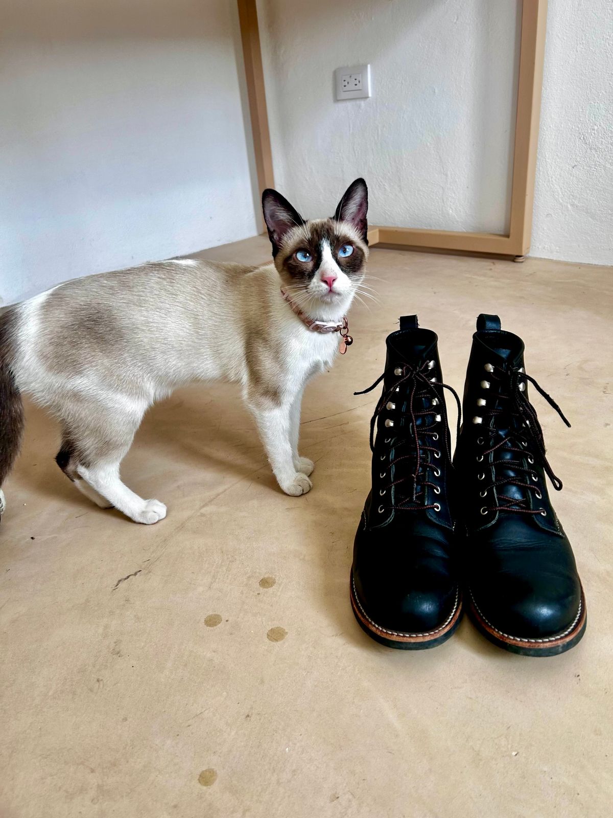 Photo by TangibleLily929Wife on March 5, 2026 of the Redwing Silversmith #3361 in Black Boundary.