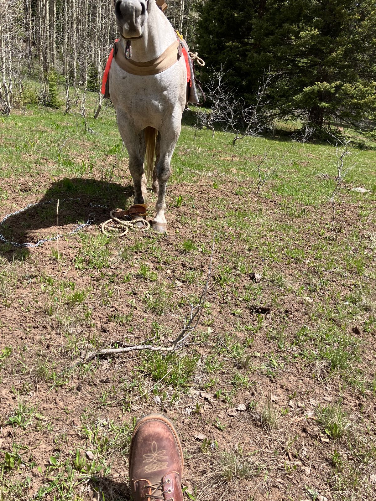 Photo by SCHorseshoe on May 22, 2026 of the White's Smokejumper in Seidel Red Dog Oil Tan.