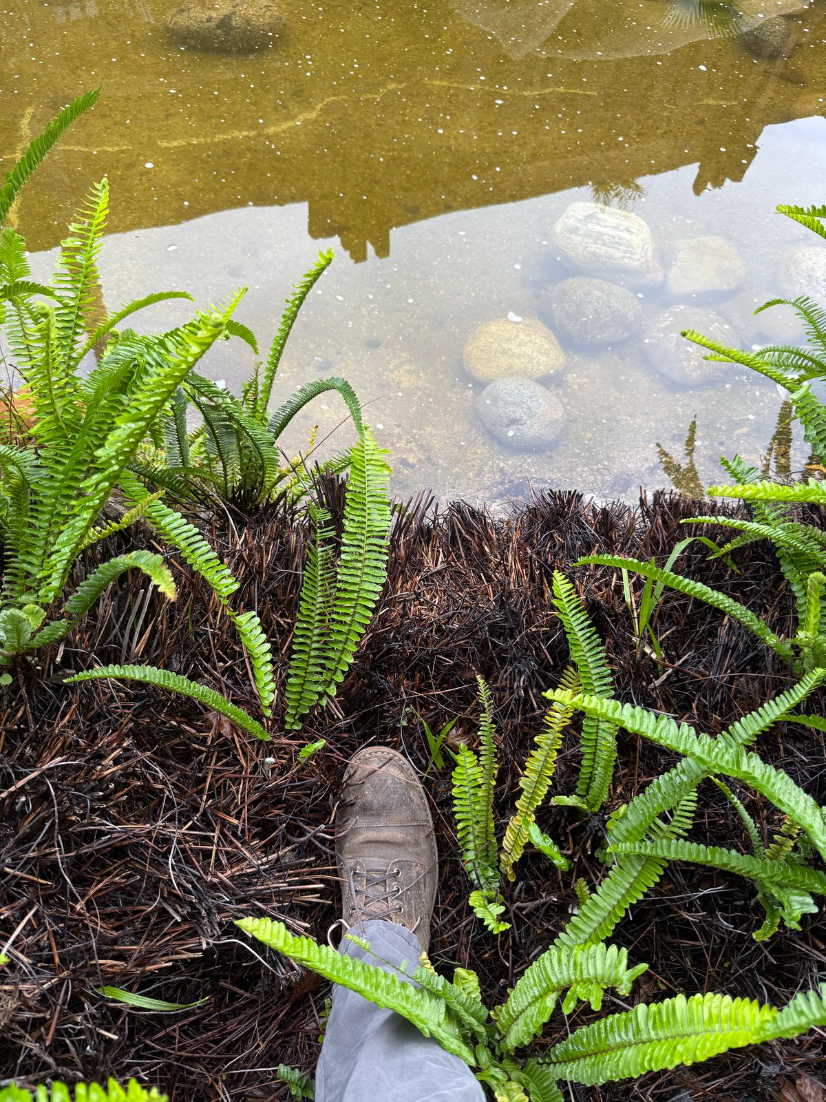 Photo by kinnikuman on November 17, 2025 of the White's MP-Sherman Toe Cap in C.f. Stead Tobacco Waxy Commander.