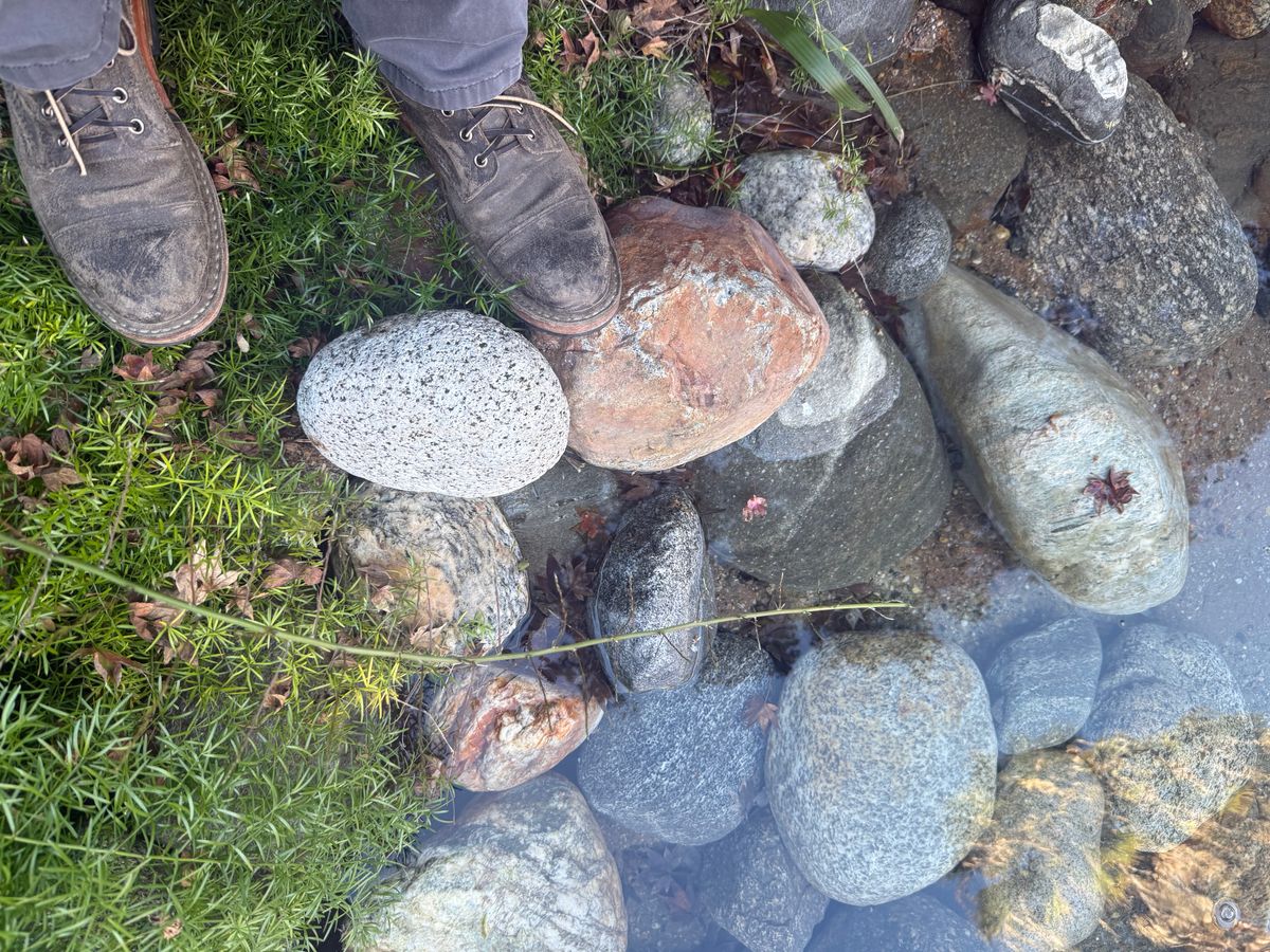 Photo by kinnikuman on December 4, 2025 of the White's MP-Sherman Toe Cap in C.f. Stead Tobacco Waxy Commander.