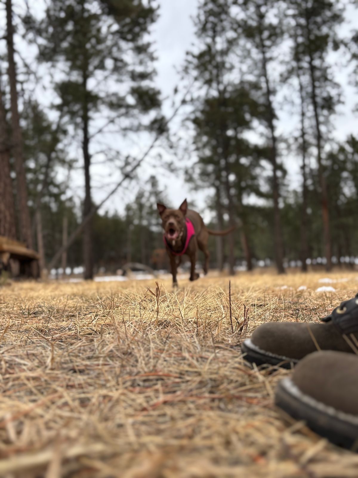 Photo by threepartheart on January 16, 2026 of the Nicks Ridgeline Thurman Zero Drop in 64 Ash Grey.