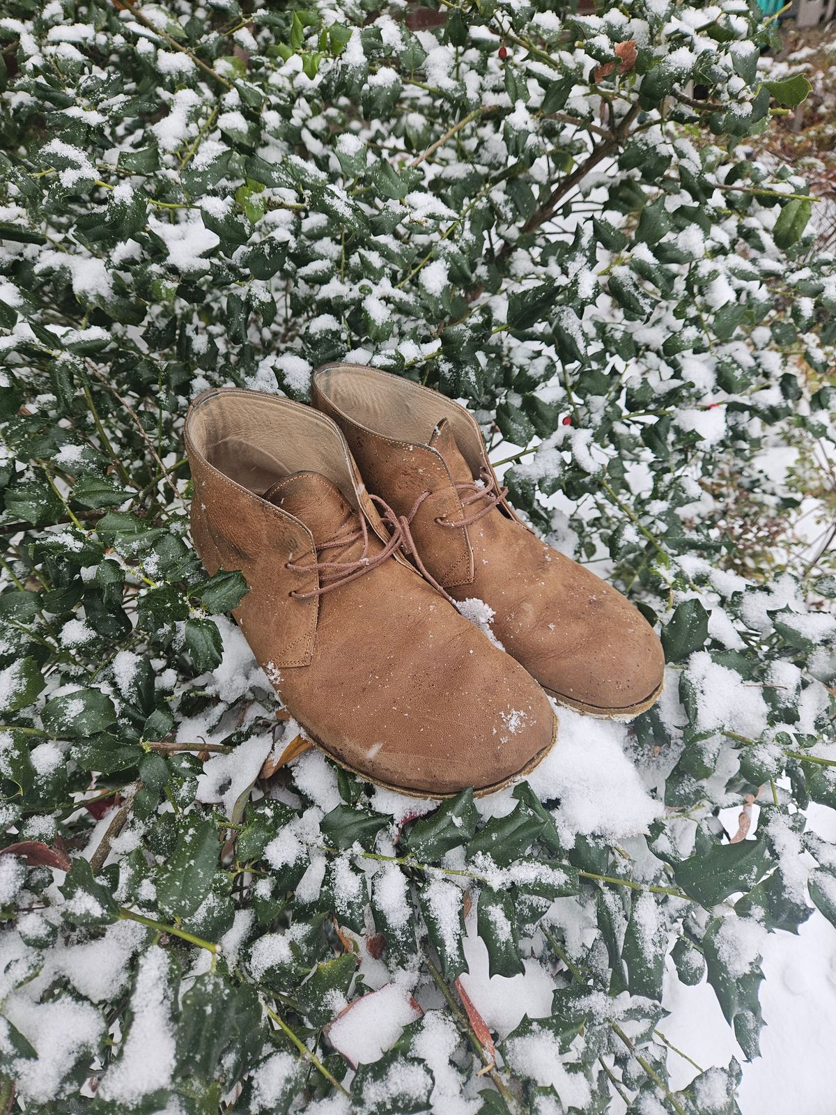 Photo by luekenator on December 1, 2025 of the Atlantis Handmade Shoes Oxford Barefoot Ankle Boots in Zaragoza Brown.