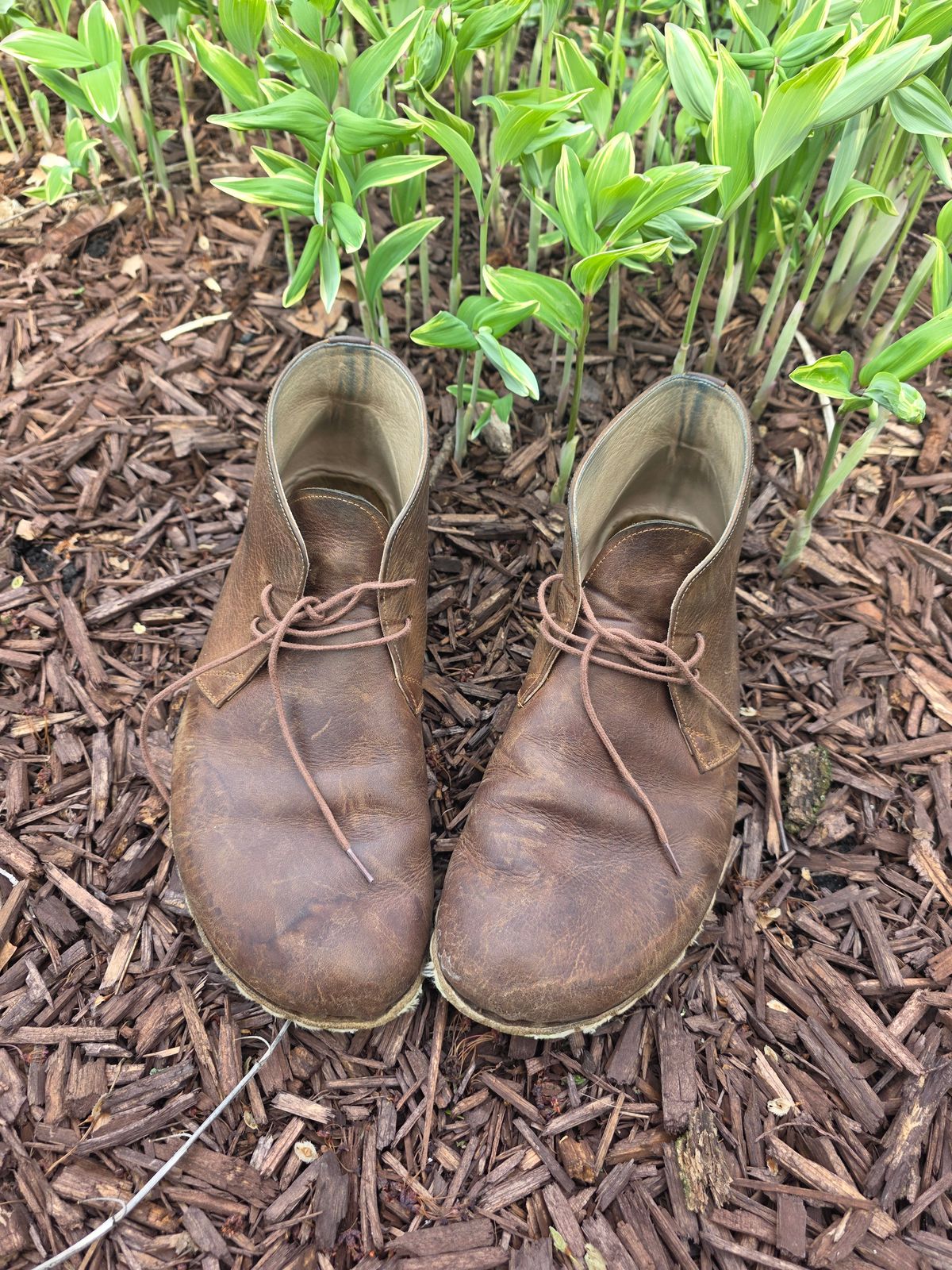 Photo by luekenator on April 2, 2026 of the Atlantis Handmade Shoes Oxford Barefoot Ankle Boots in Zaragoza Brown.