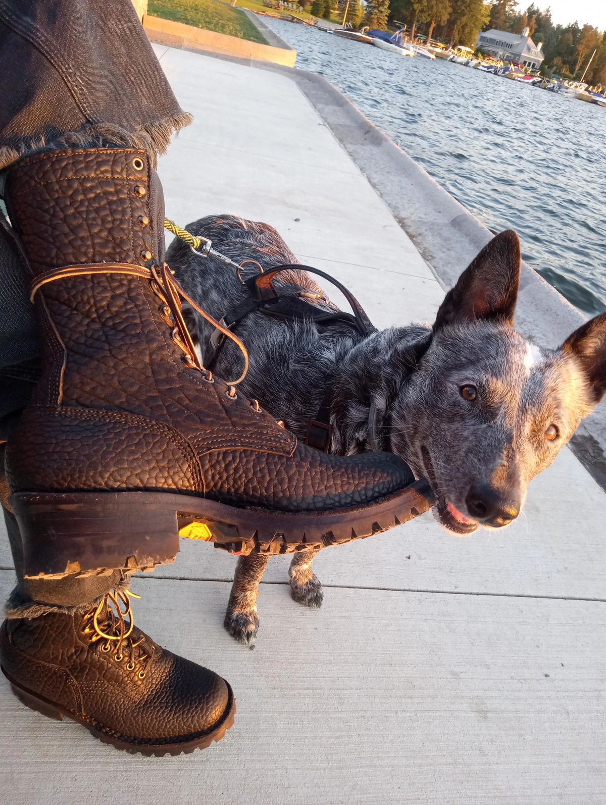 Photo by bootsndogs on June 25, 2024 of the JK Boots Superduty in Shadow Bison.